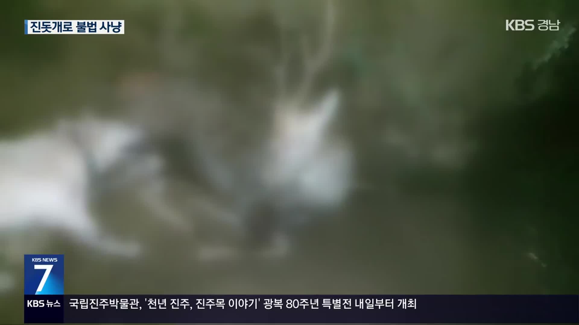 진돗개 동원해 야생동물 불법 사냥