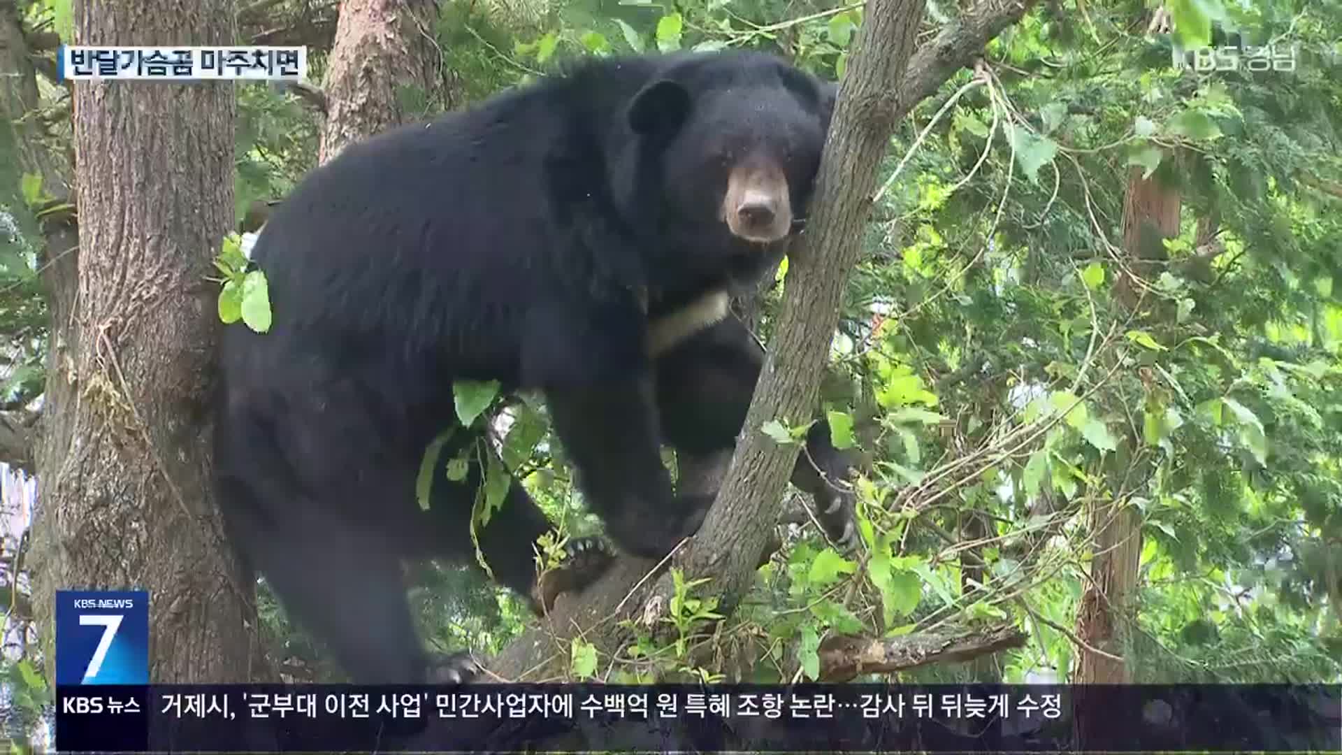 반달가슴곰 활동 본격화…등산객 주의할 점은?
