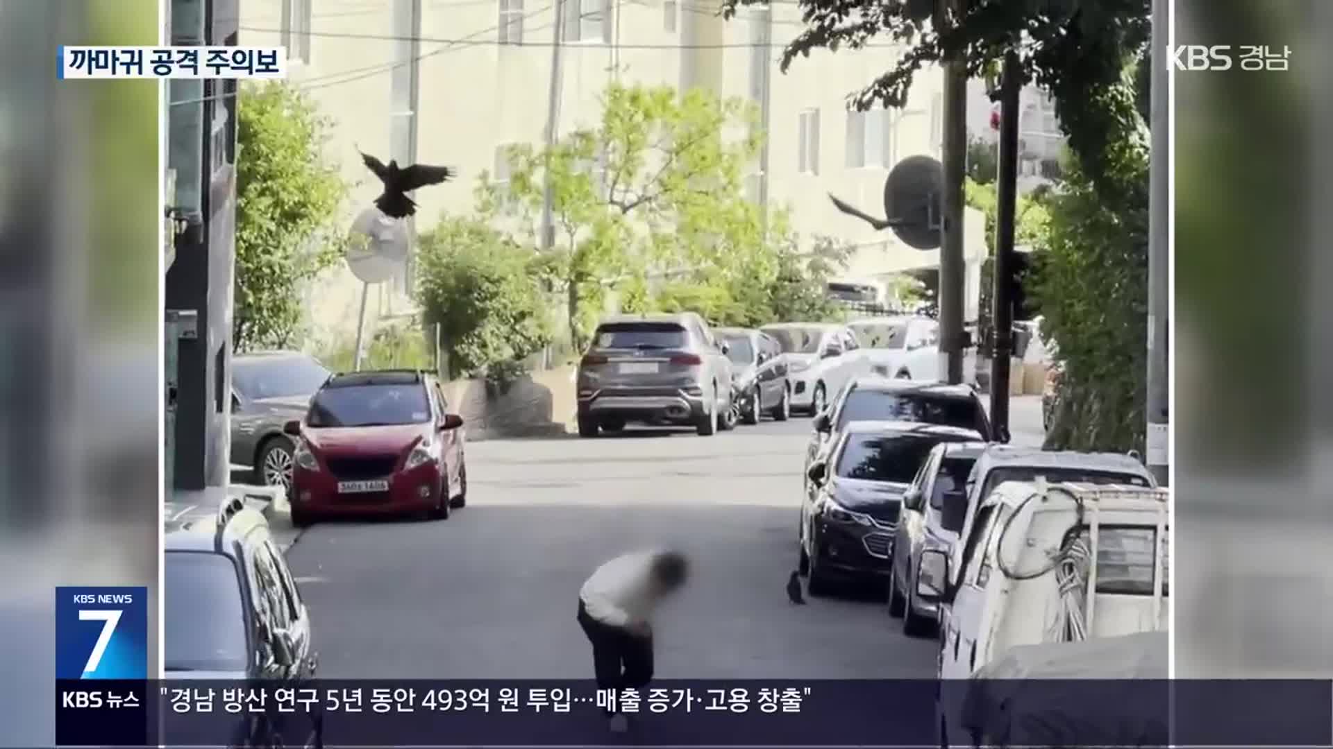 “갑자기 머리를”…무차별 공격 ‘공포의 까마귀’