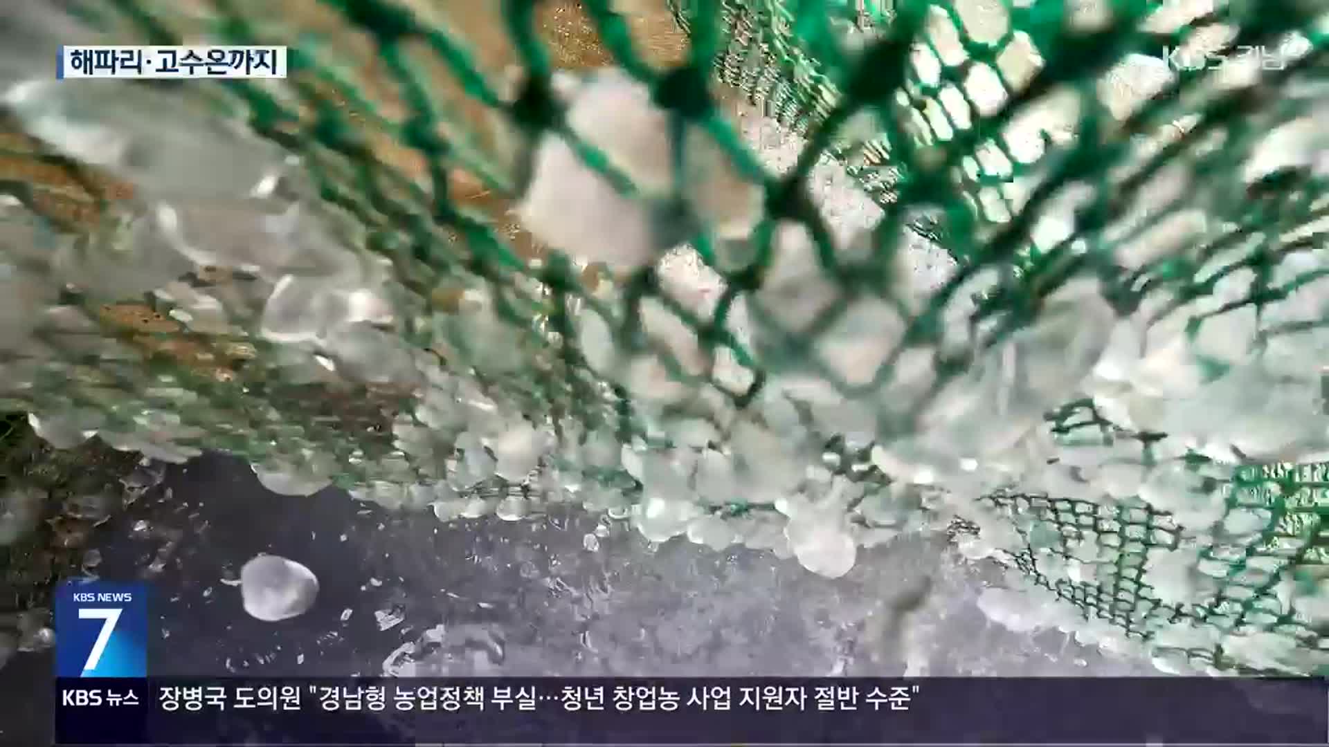 해파리 대량 출현에 고수온 걱정까지