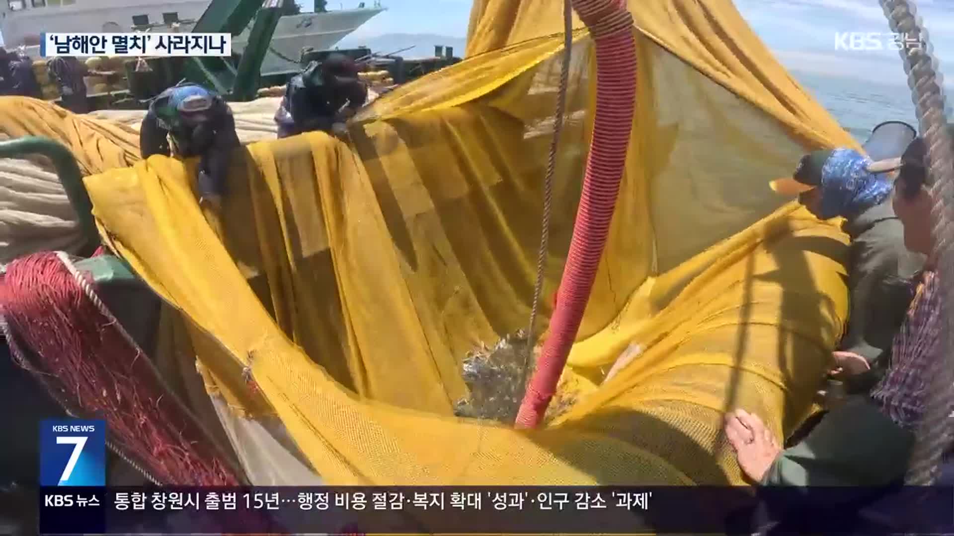 고수온 멸치 어획량 급감…조업 포기 속출