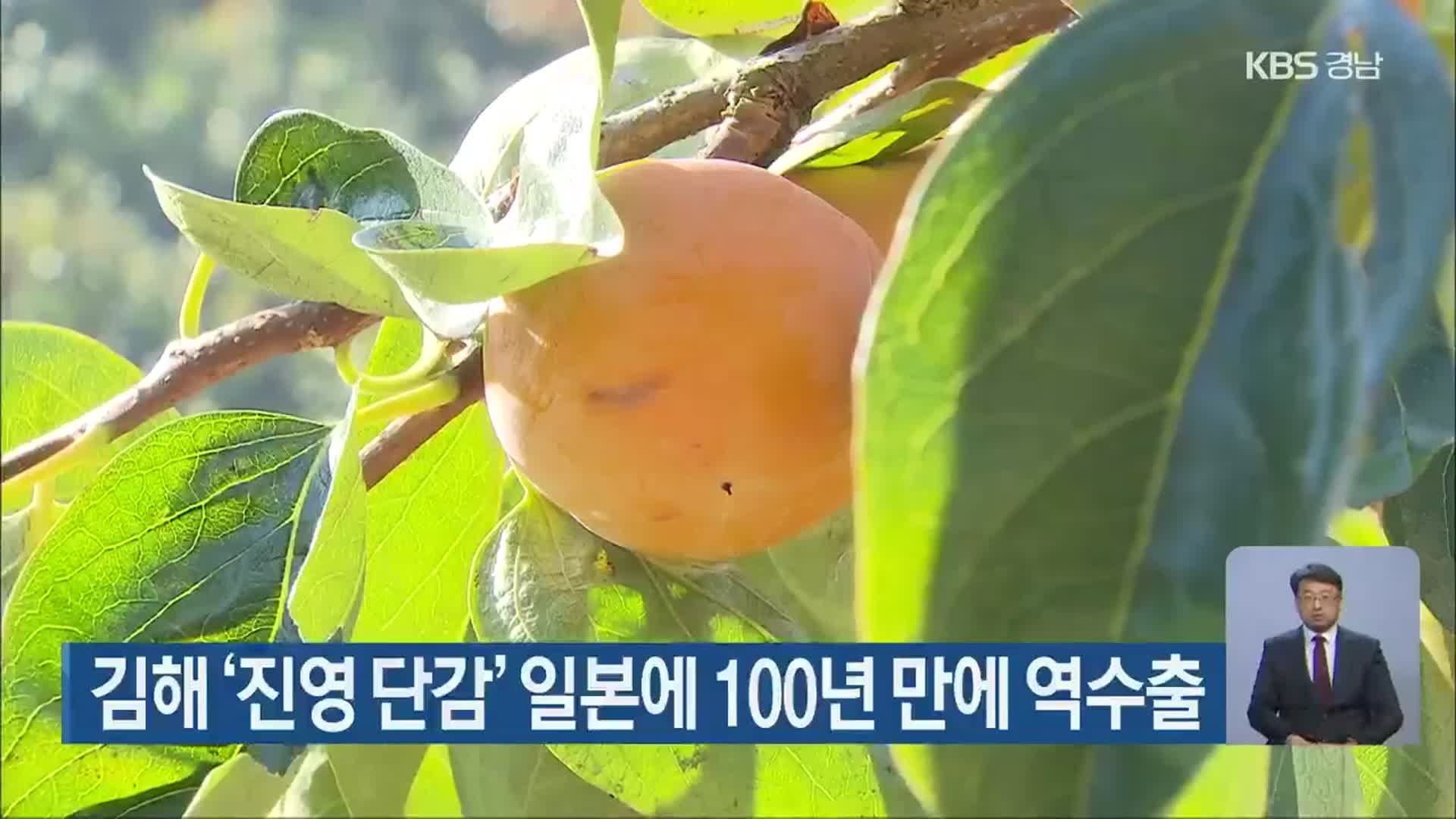 김해 ‘진영 단감’ 일본에 100년 만에 역수출
