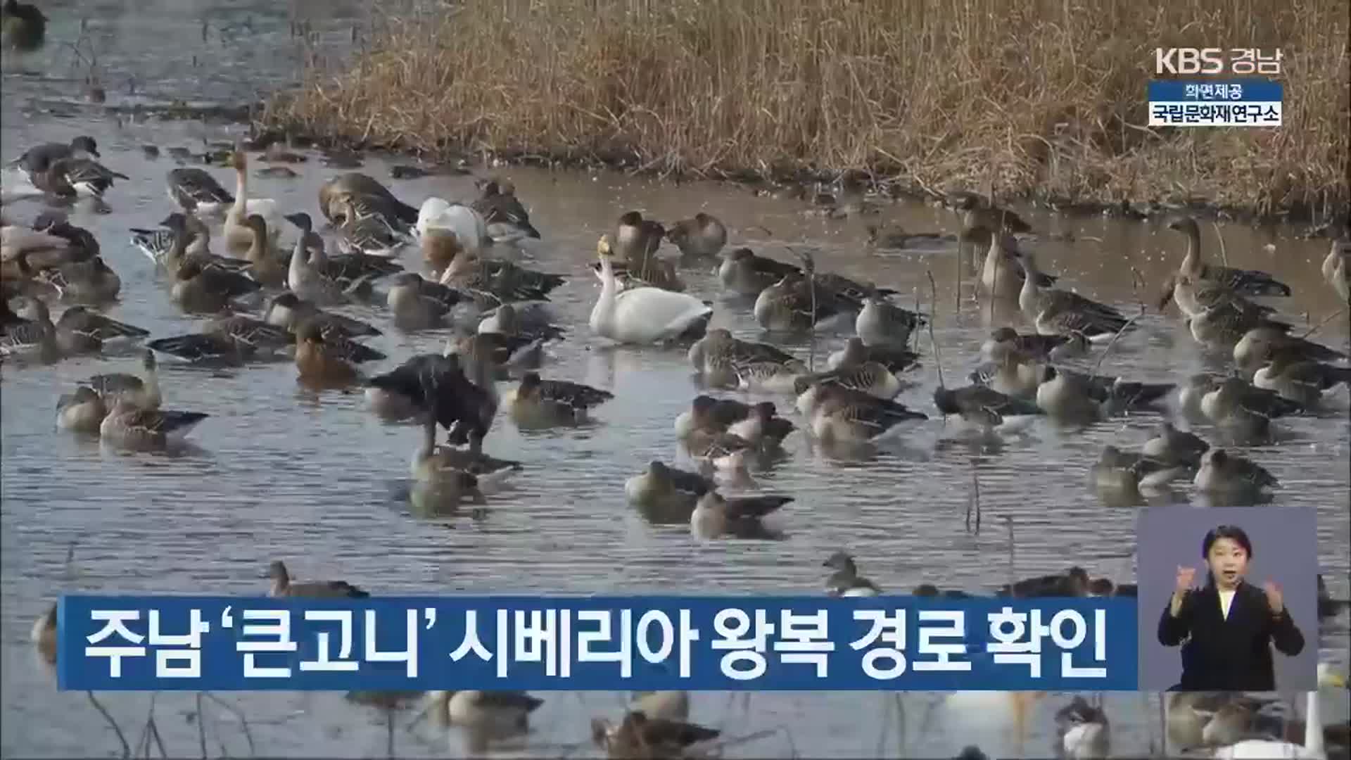 주남 ‘큰고니’ 시베리아 왕복 경로 확인