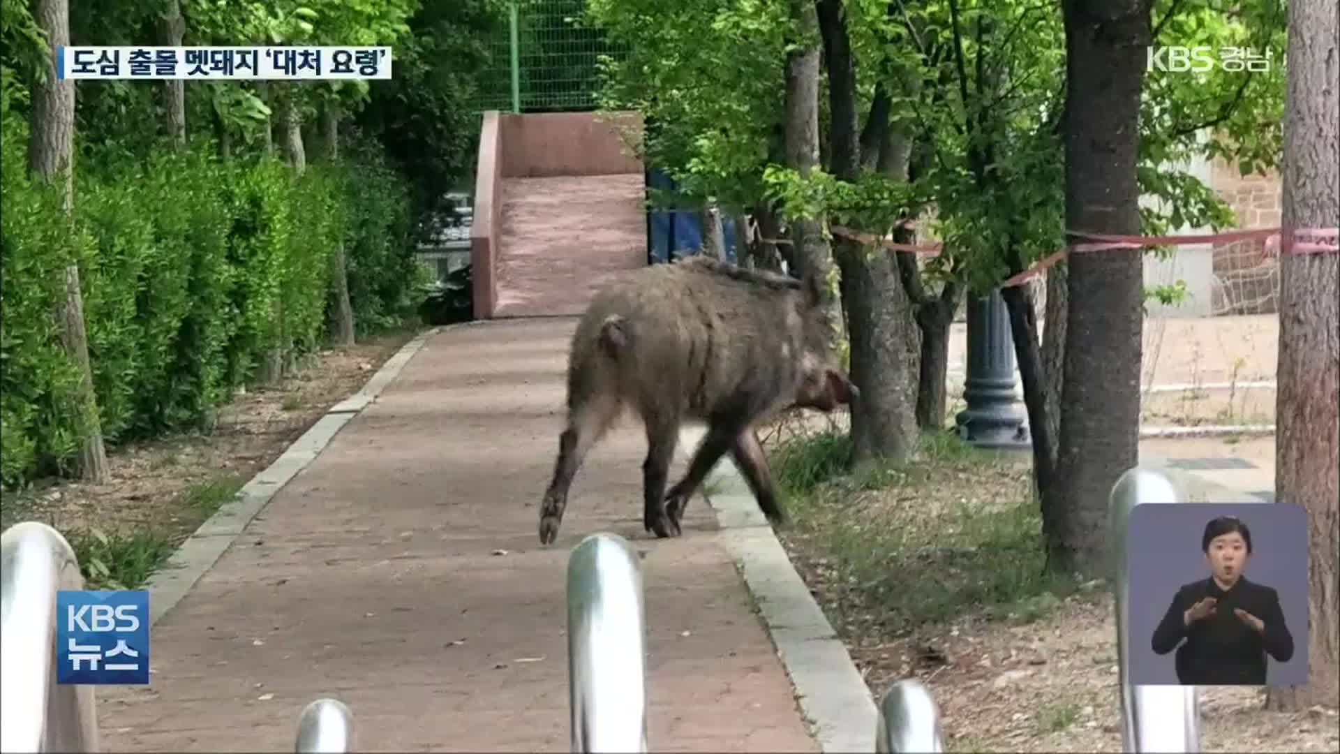 “멧돼지가 내려왔다” 도심 출몰…대처 요령은?