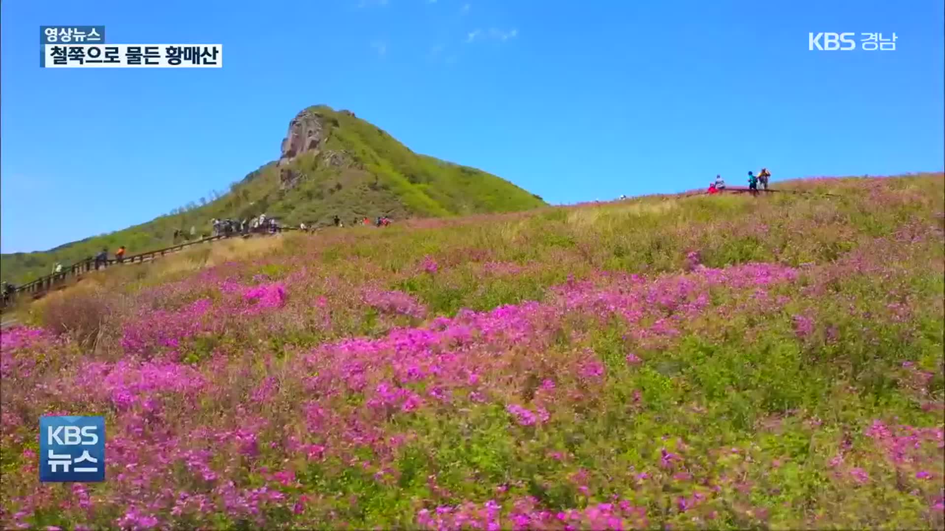 [영상] 황매산에 펼쳐진 분홍빛 융단