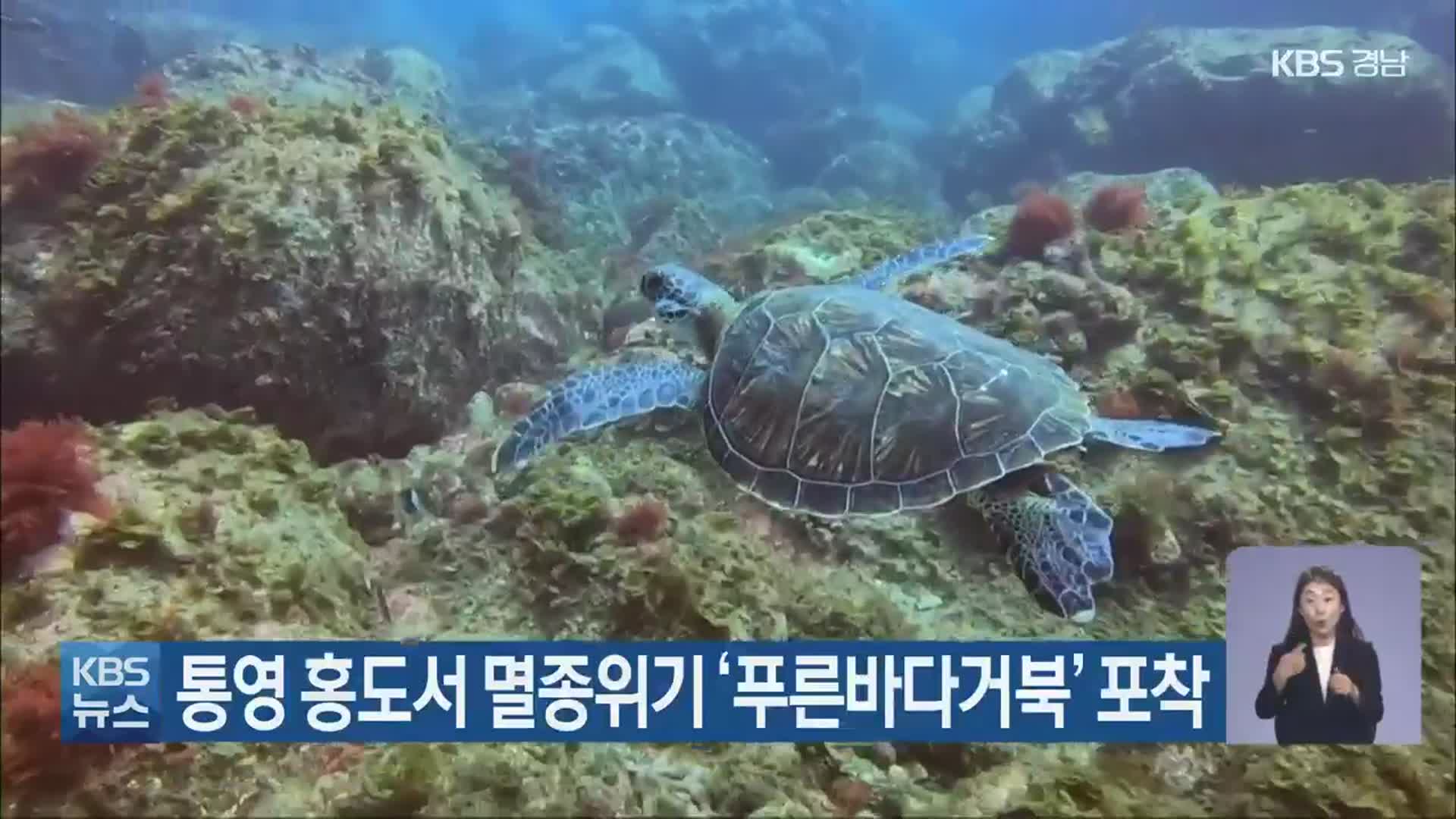 통영 홍도서 멸종위기 ‘푸른바다거북’ 포착