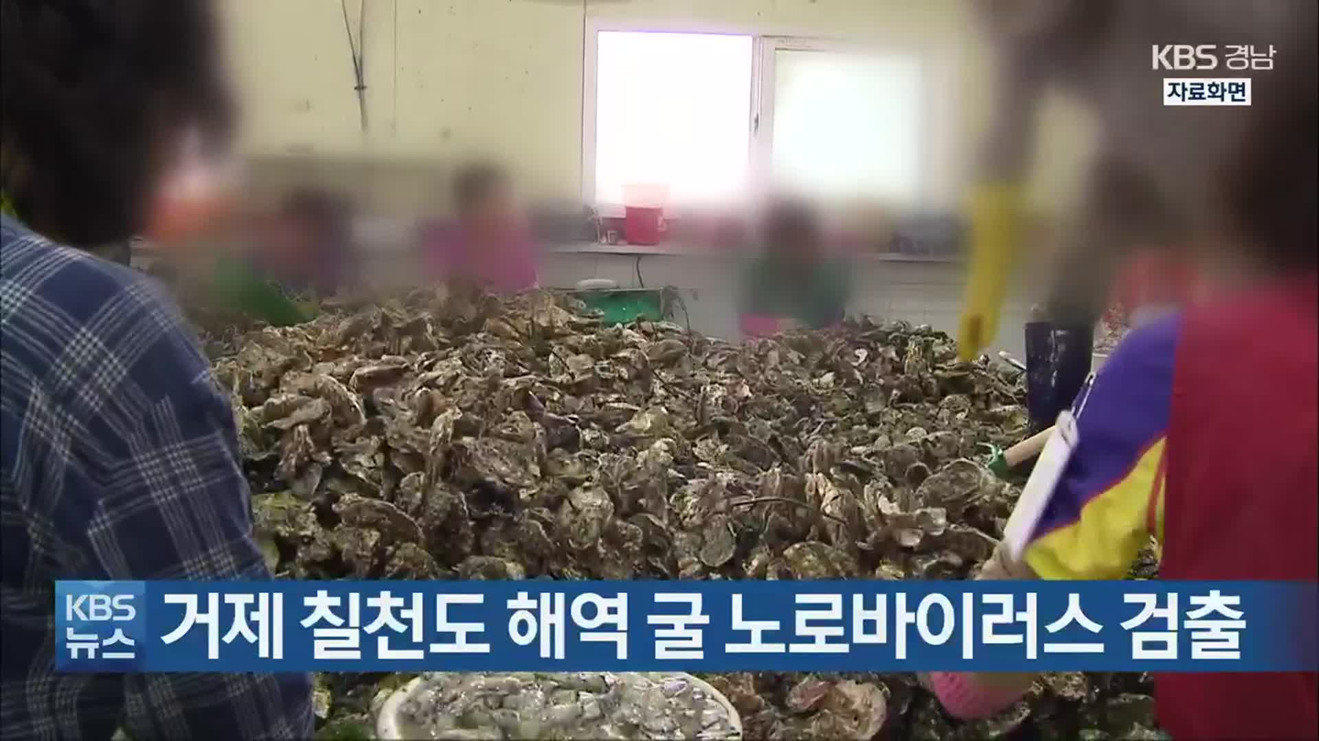 거제 칠천도 해역 굴 노로바이러스 검출