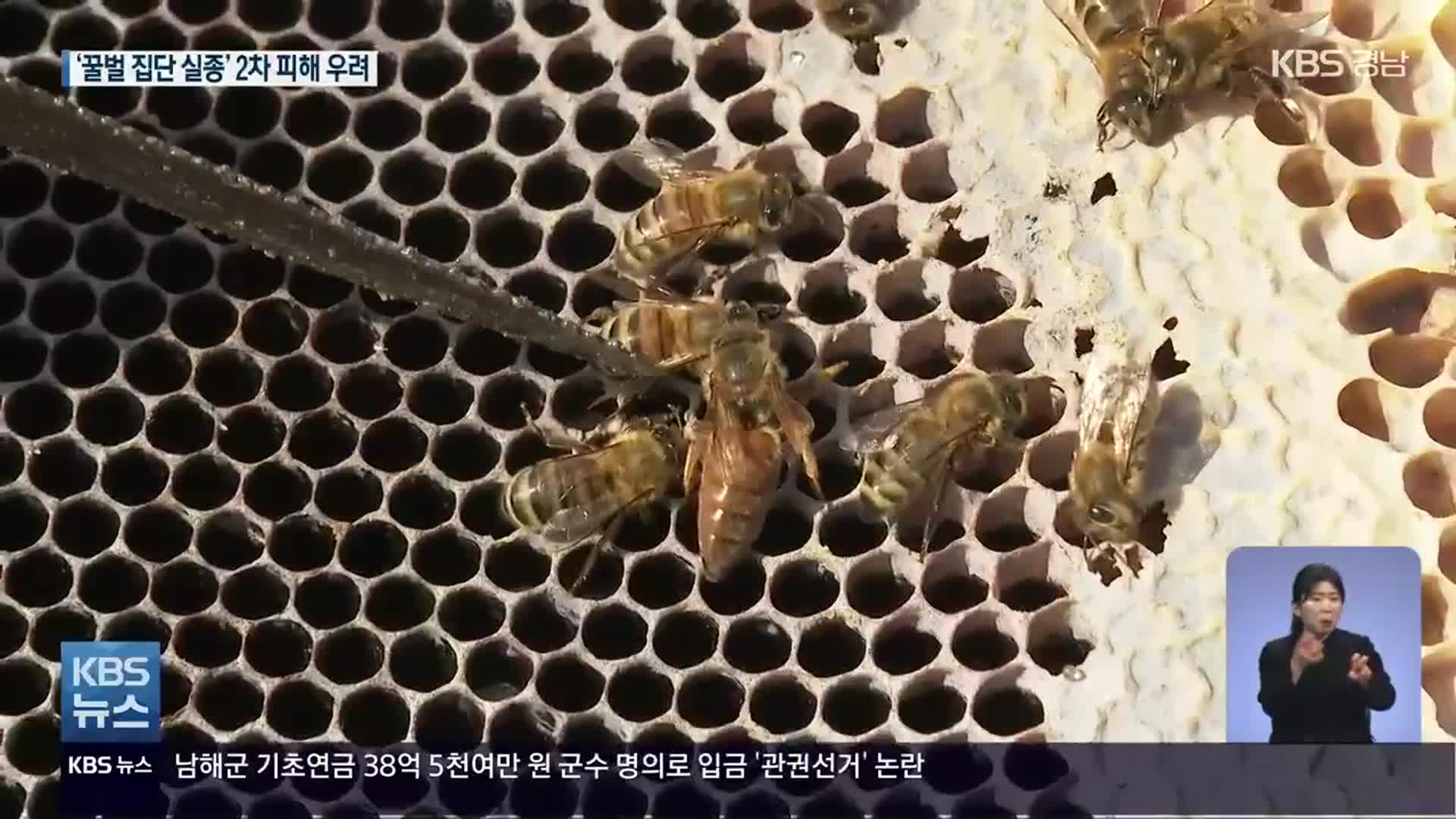 ‘꿀벌 집단 실종’…채소·과일 농가 2차 피해 우려