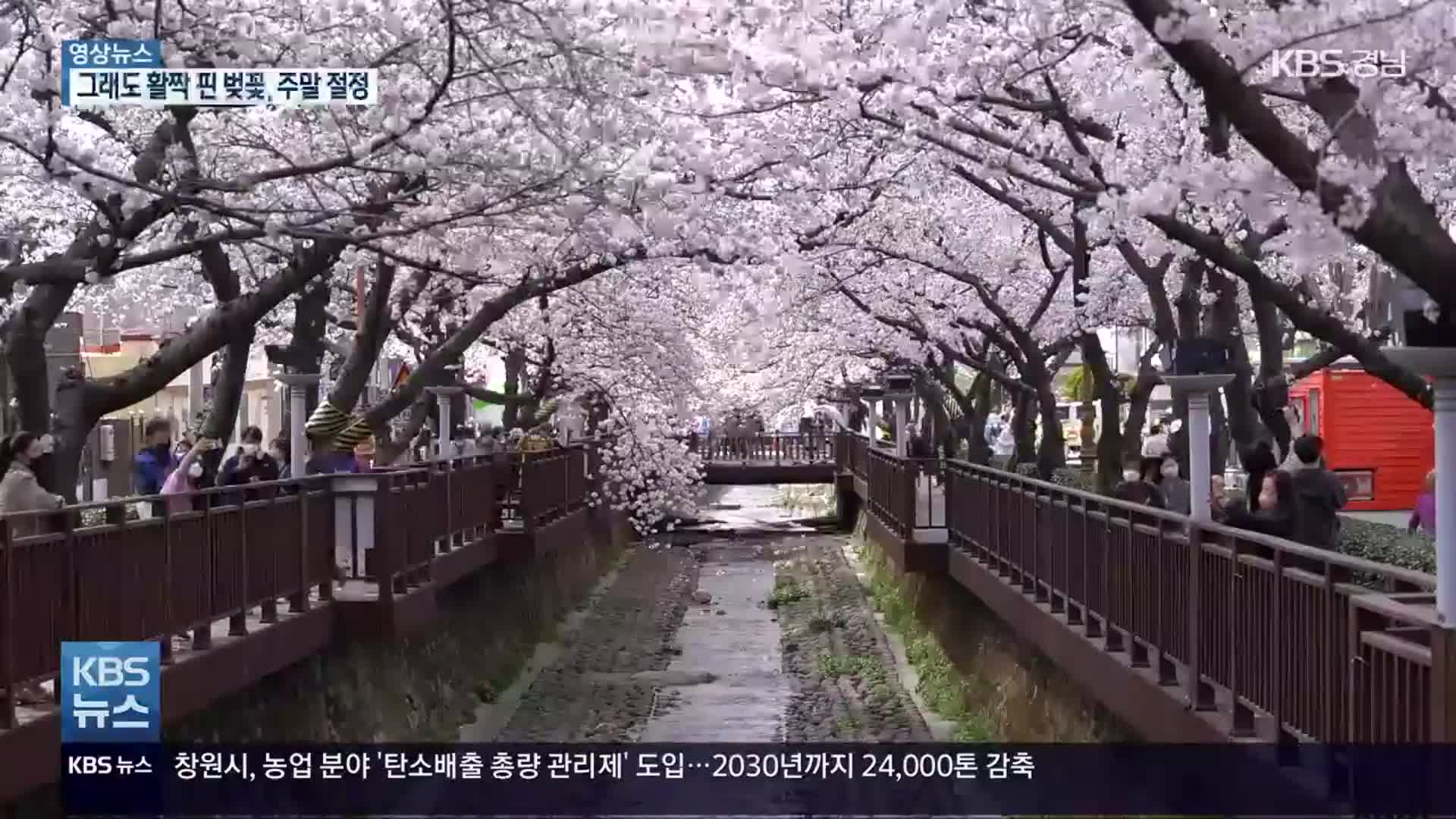[영상] 그래도 활짝 핀 벚꽃…이번 주말 절정