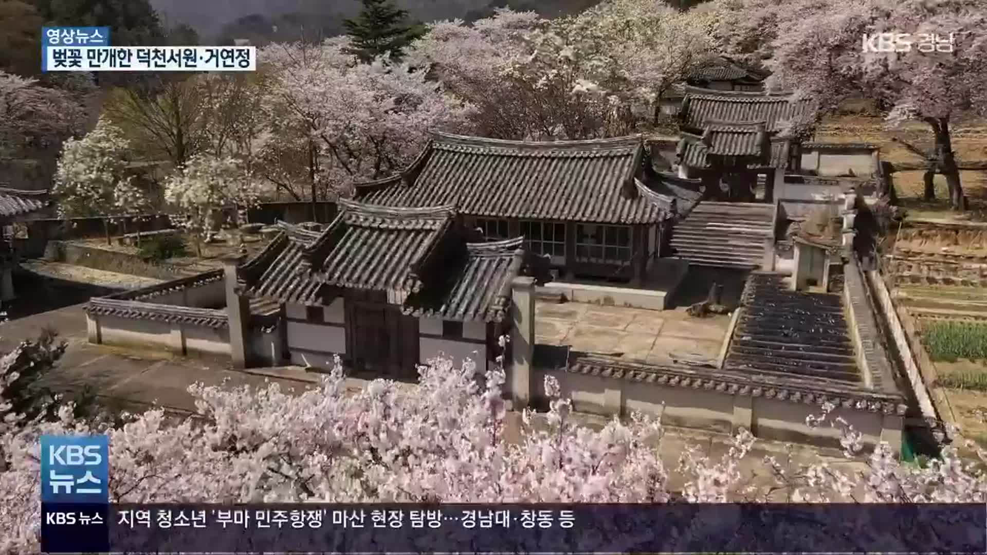 [영상] 벚꽃 만개한 덕천서원·거연정