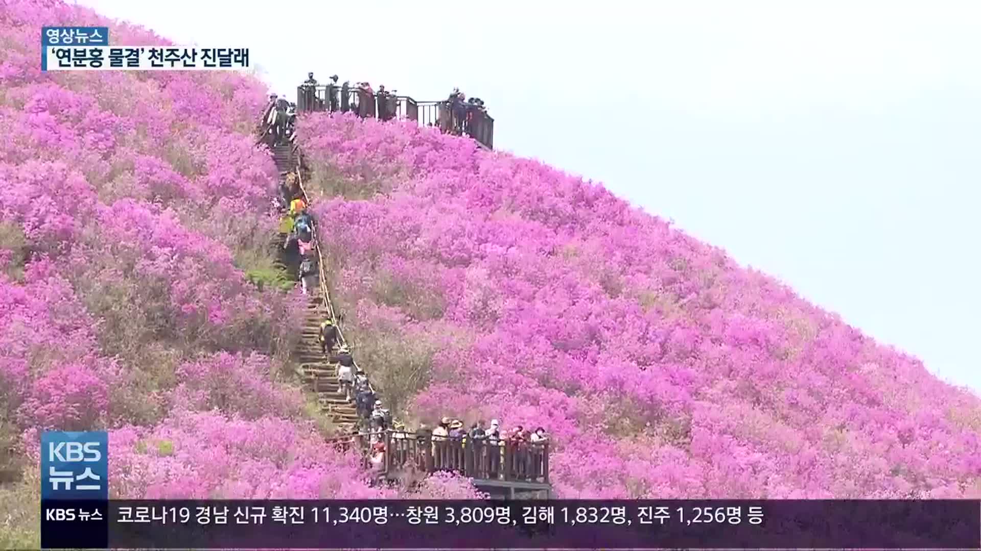 [영상] ‘연분홍 물결’ 천주산 진달래