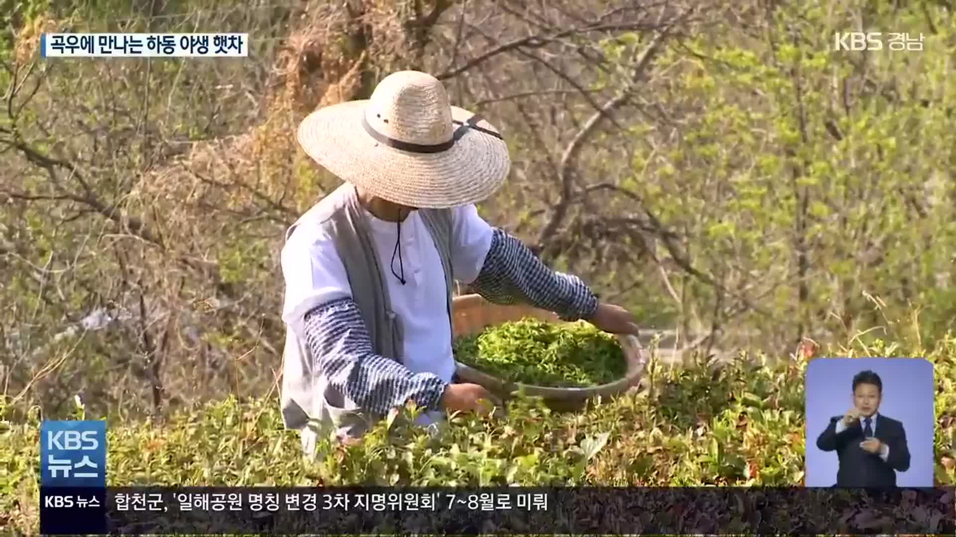 내일 곡우…하동 ‘우전’ 햇차 수확 한창