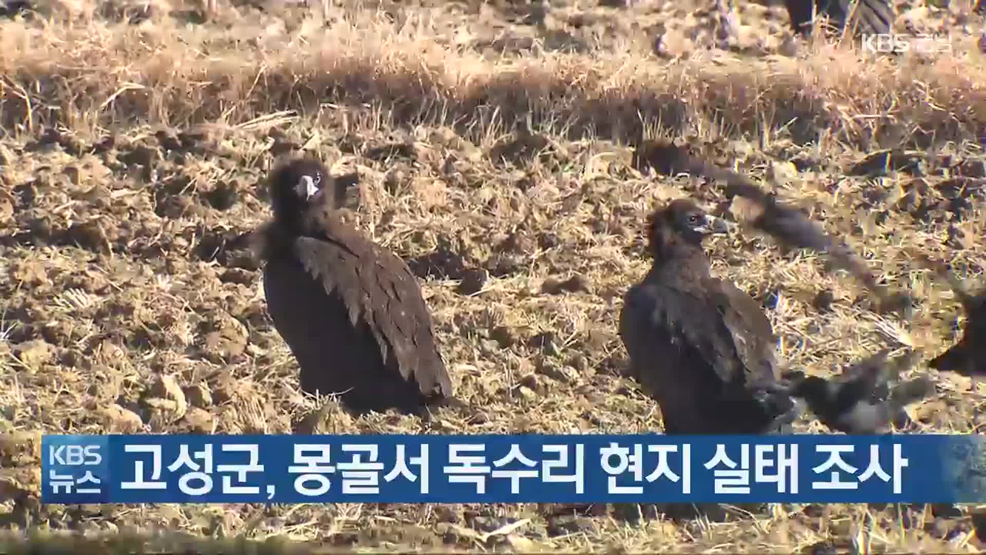 고성군, 몽골서 독수리 현지 실태 조사