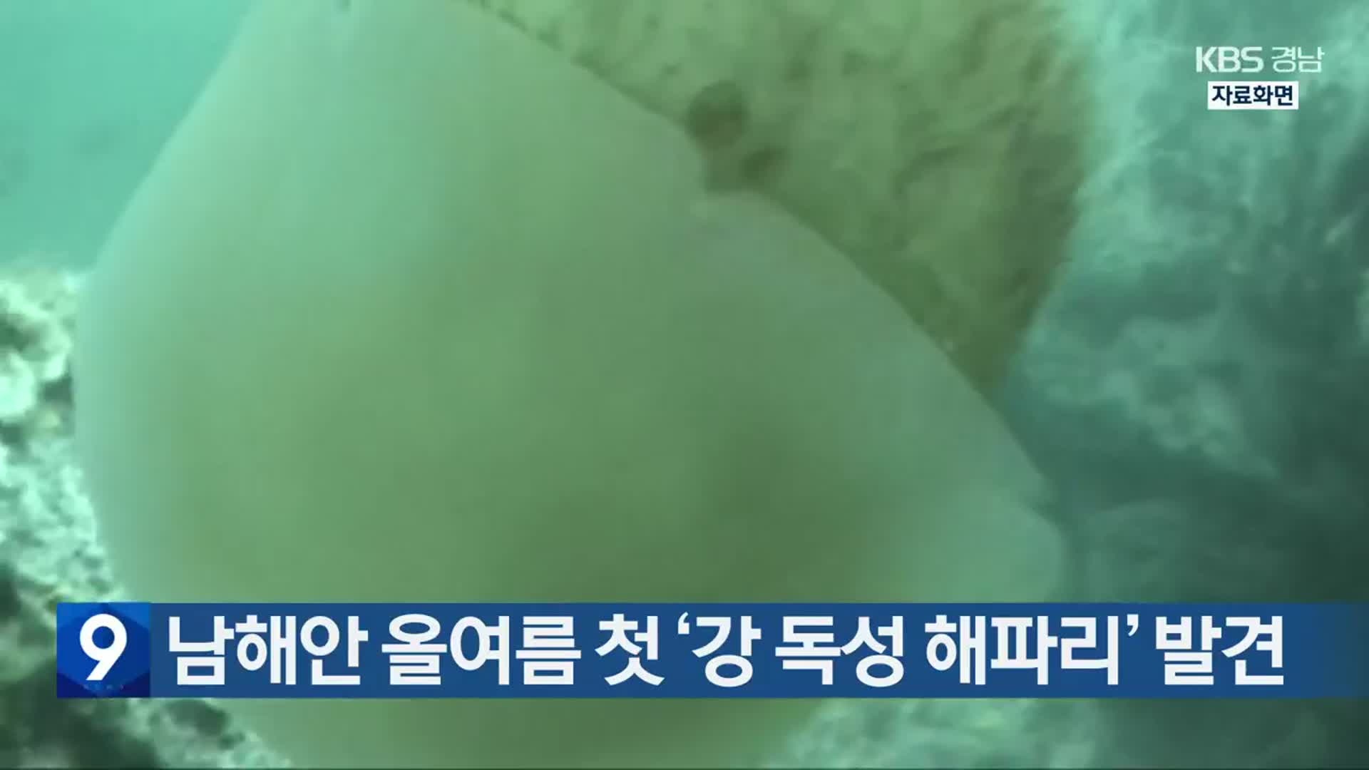 남해안 올여름 첫 ‘강 독성 해파리’ 발견