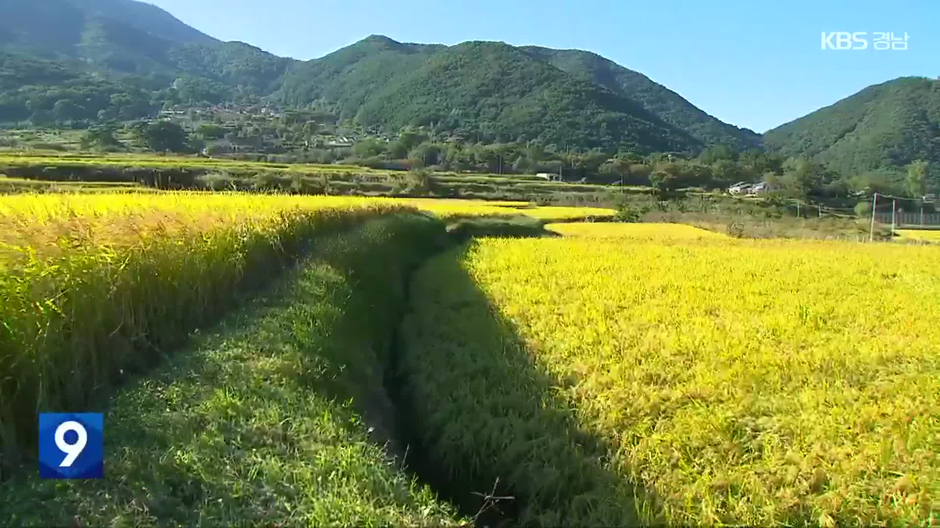 [영상] ‘황금 물결’ 함안 주주골 다랑논