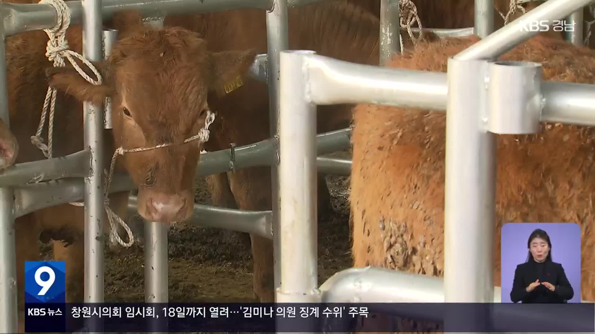 설 앞두고 암송아지가 83만 원?…“생산비도 안 돼”