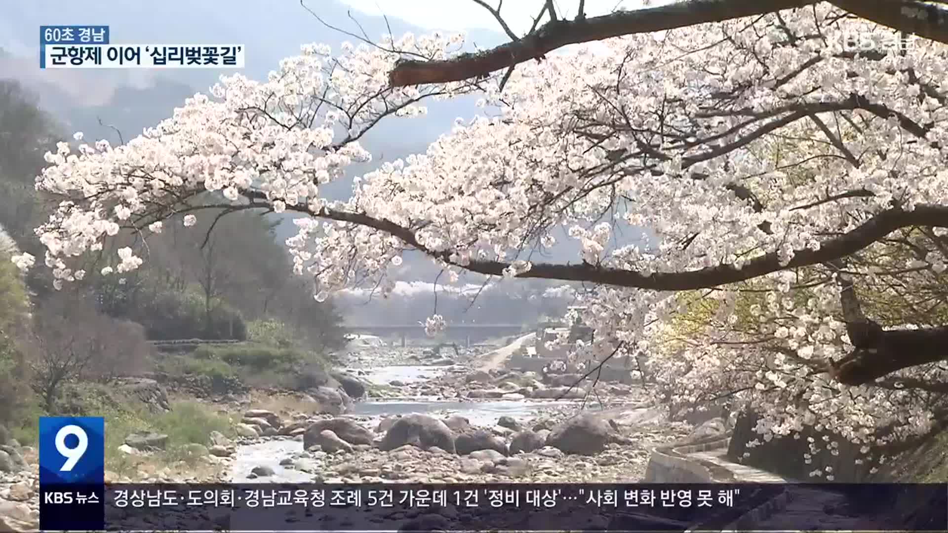 [60초 경남] 군항제 이어 하동 ‘십리벚꽃길’