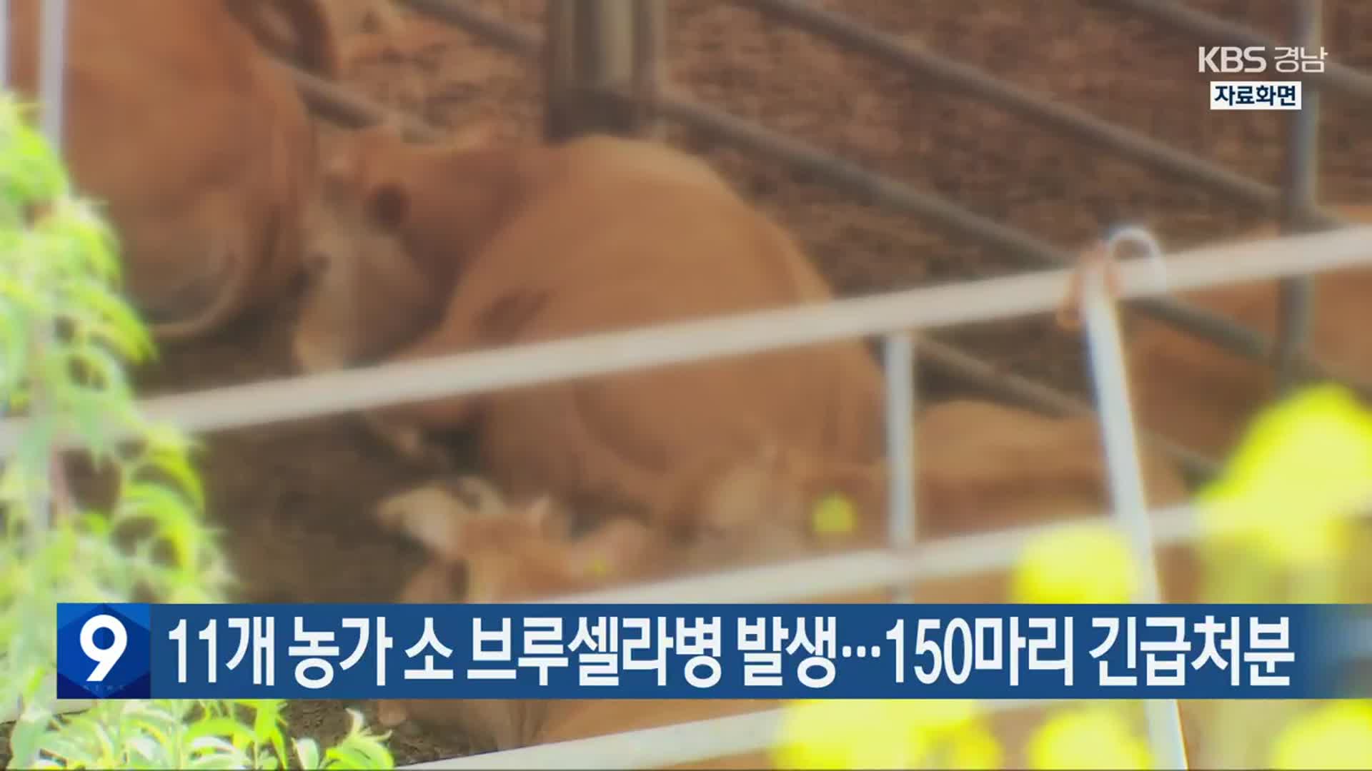 경남 11개 농가에서 소 브루셀라병 발생…150마리 긴급처분