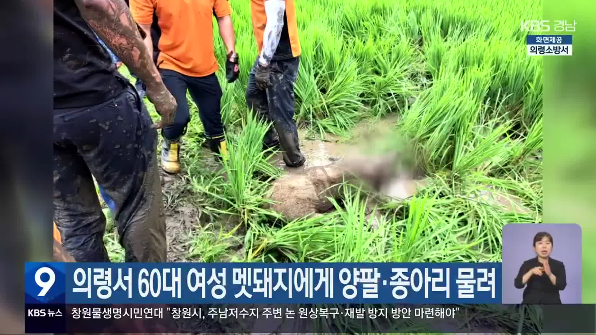 의령서 60대 여성 멧돼지에게 양팔·종아리 물려