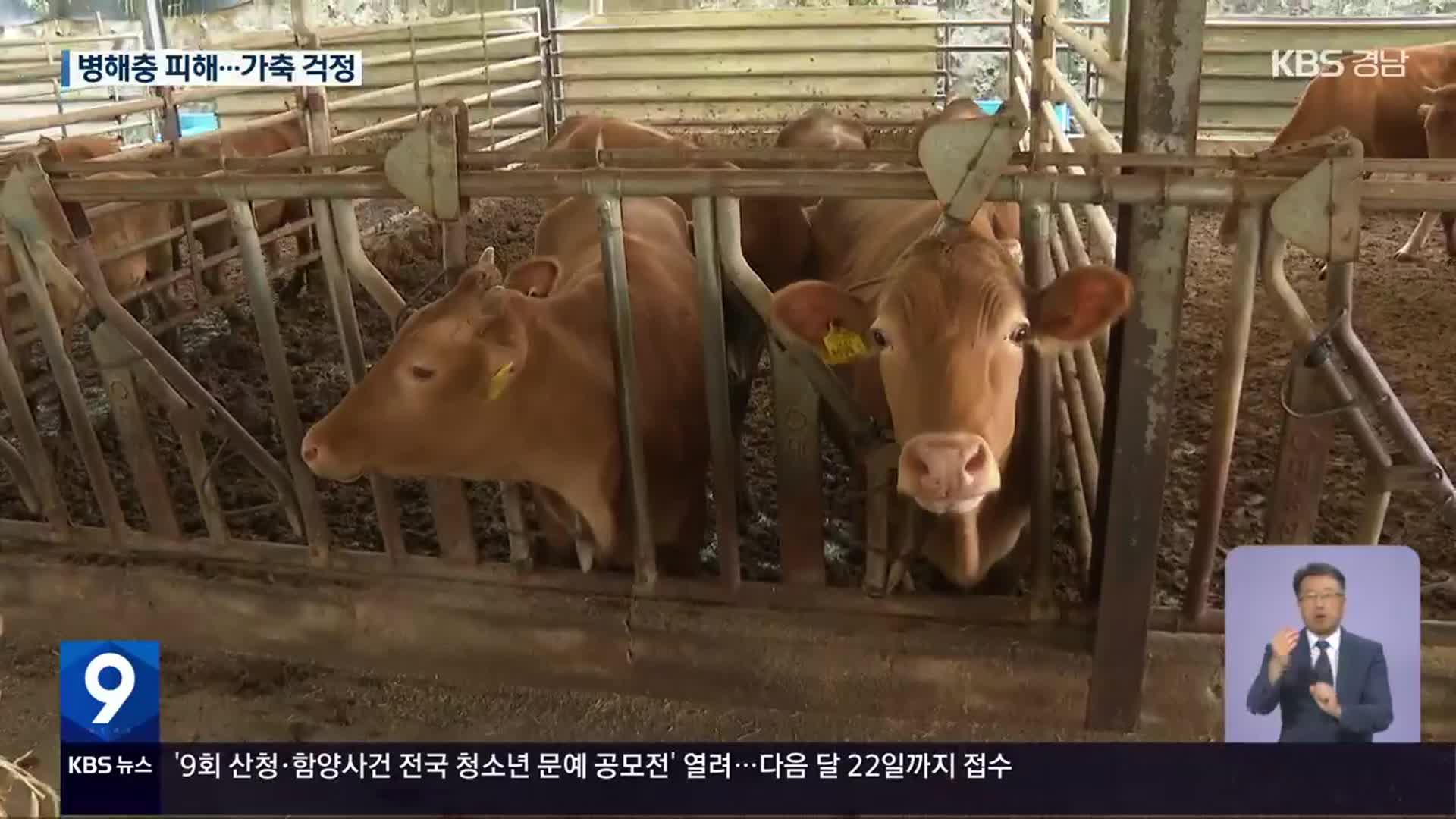 찜통더위에 병해충 피해…타들어 가는 농심