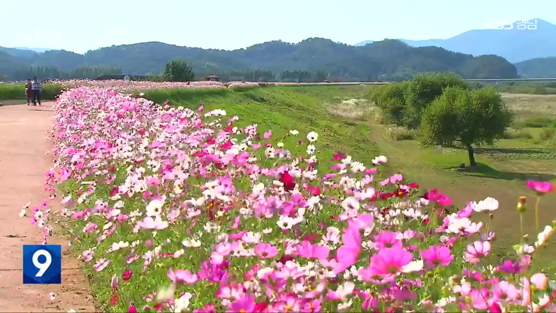 [60초 경남] 가을 꽃 향연