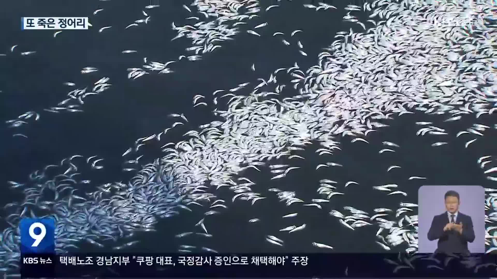 올해도 정어리 집단 폐사…원인 조사