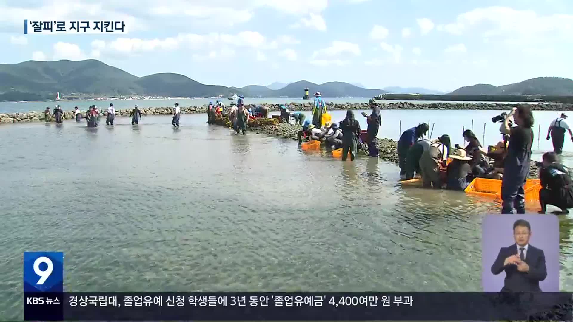탄소 흡수 ‘잘피’ 이식…서식지 복원 시동