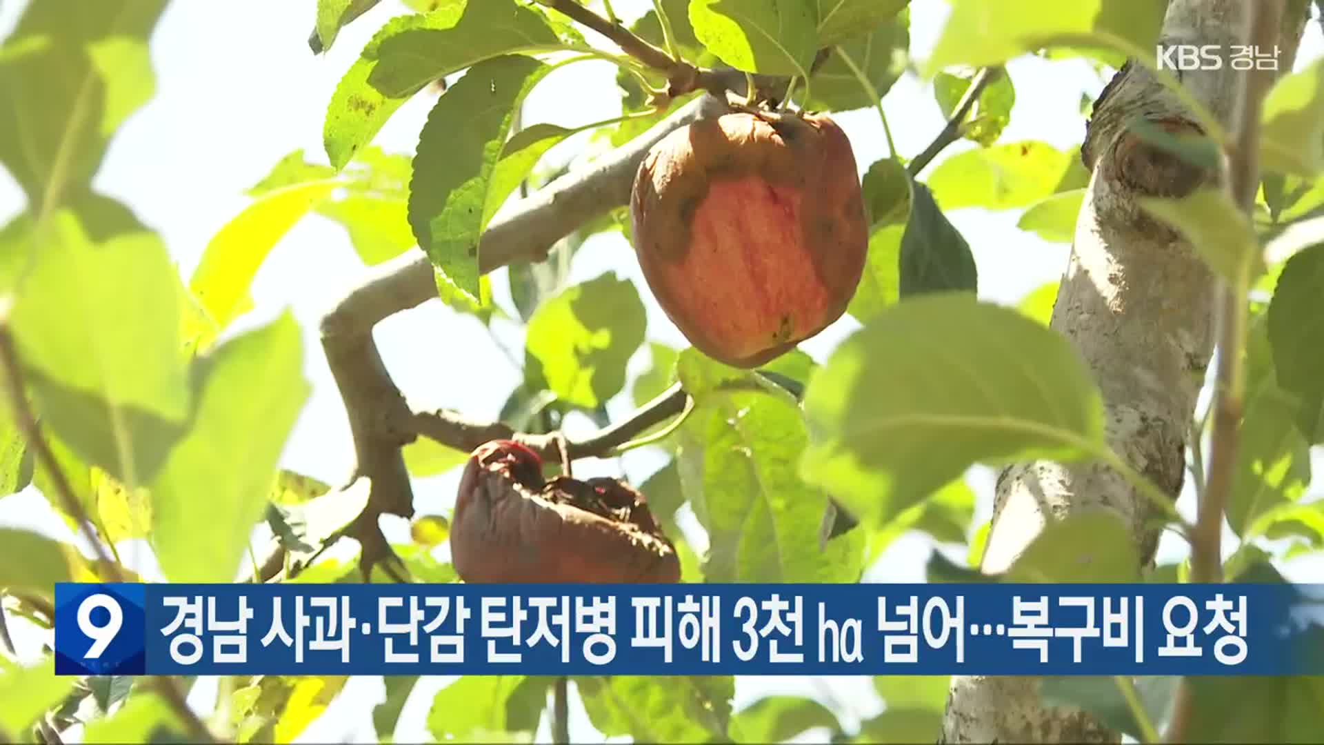 경남 사과·단감 탄저병 피해 3천 ㏊ 넘어…복구비 요청