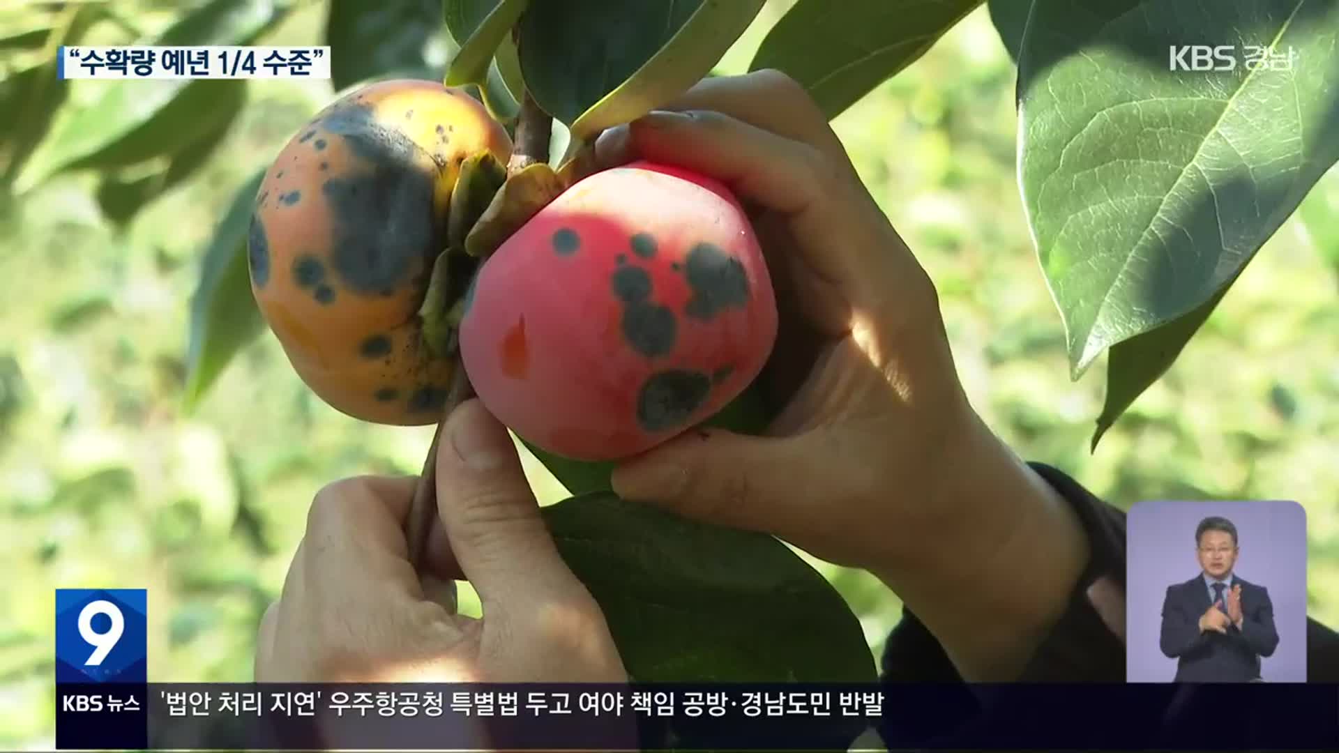 “딸 단감이 없어요”…탄저병에 농민 한숨