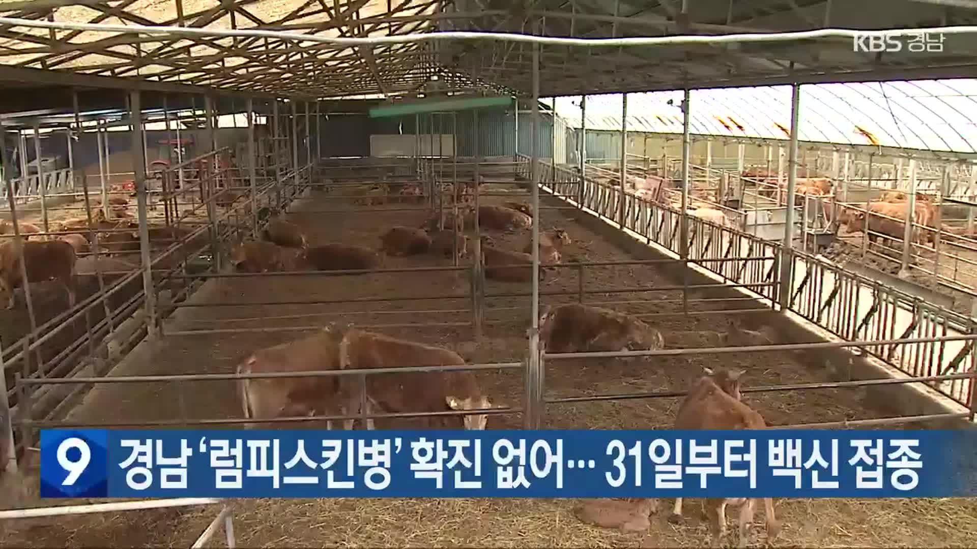 경남 ‘럼피스킨병’ 확진 없어…31일부터 백신 접종