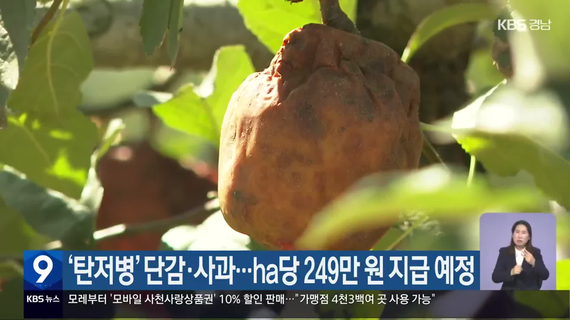 ‘탄저병’ 단감·사과…ha당 249만 원 지급 예정