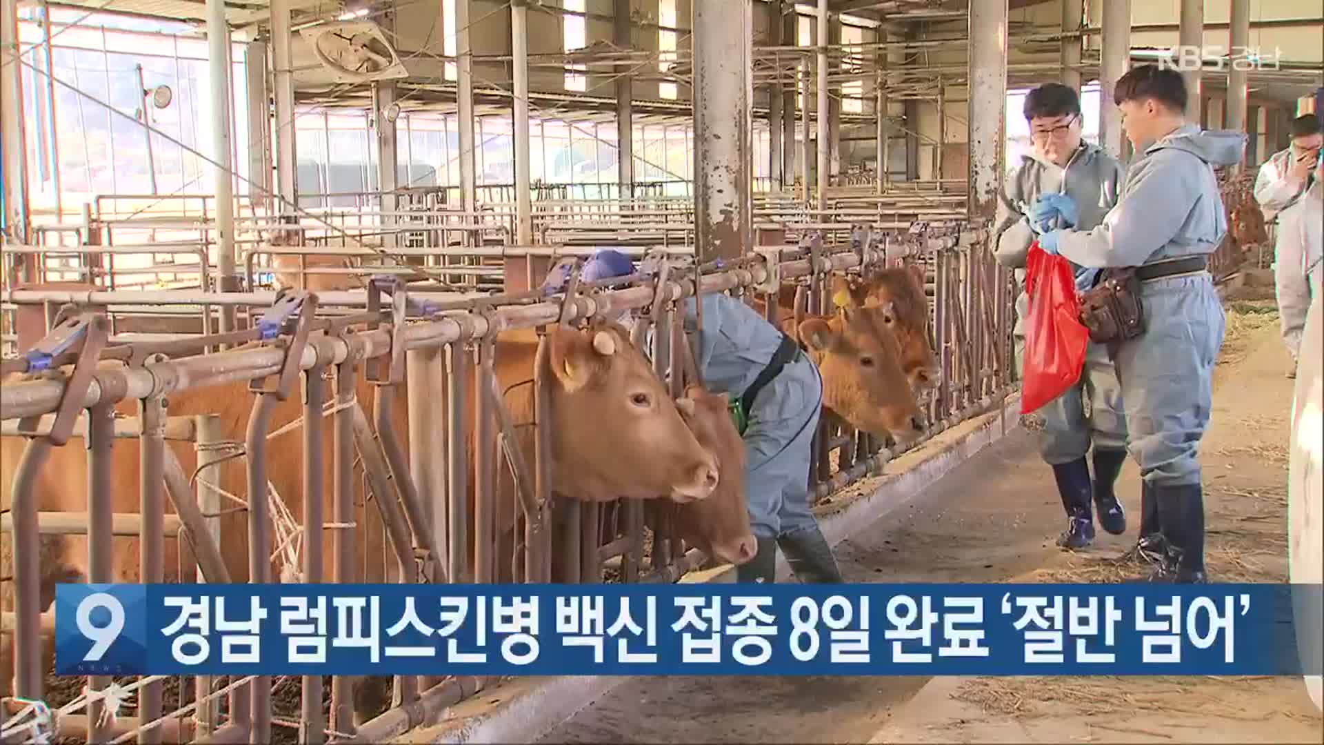 경남 럼피스킨병 백신 접종 8일 완료 ‘절반 넘어’