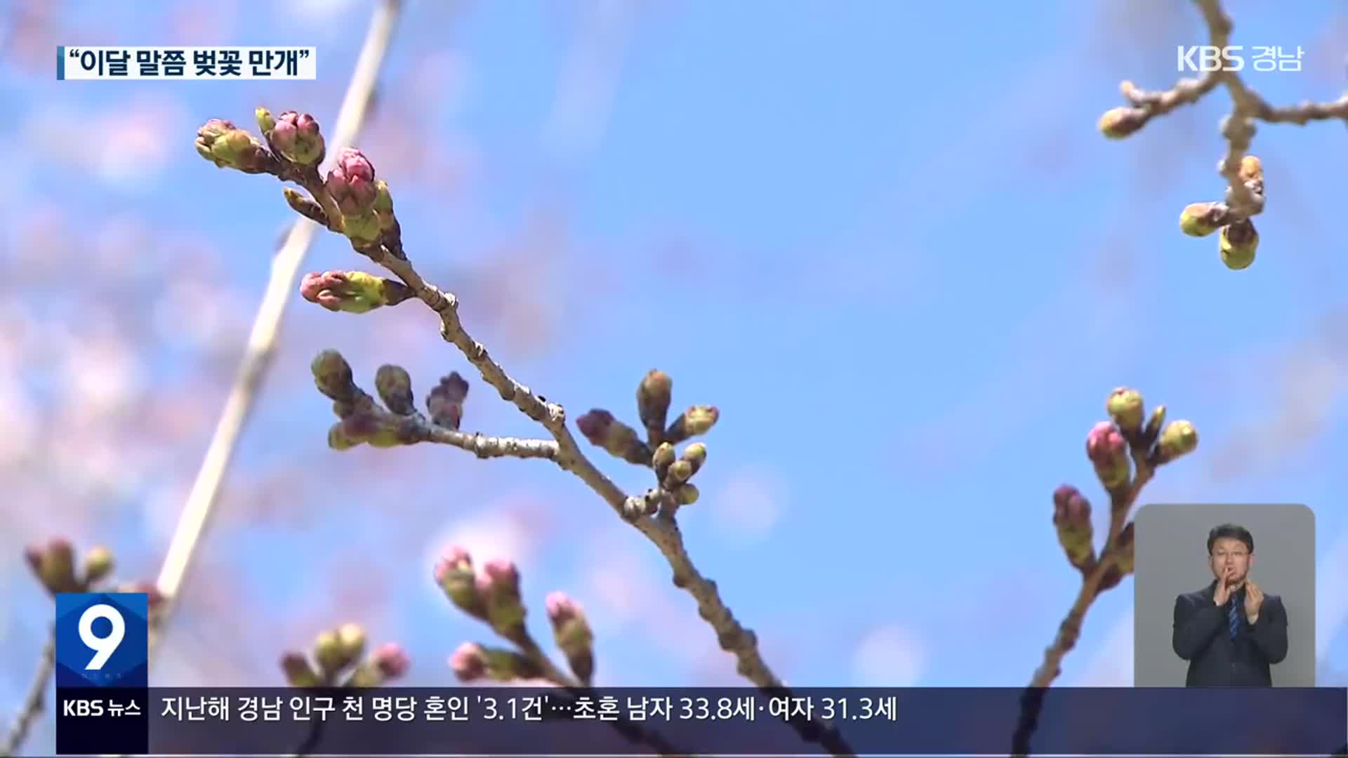 “벚나무야 힘내” 개화율 5%…축제 기간 연장 검토