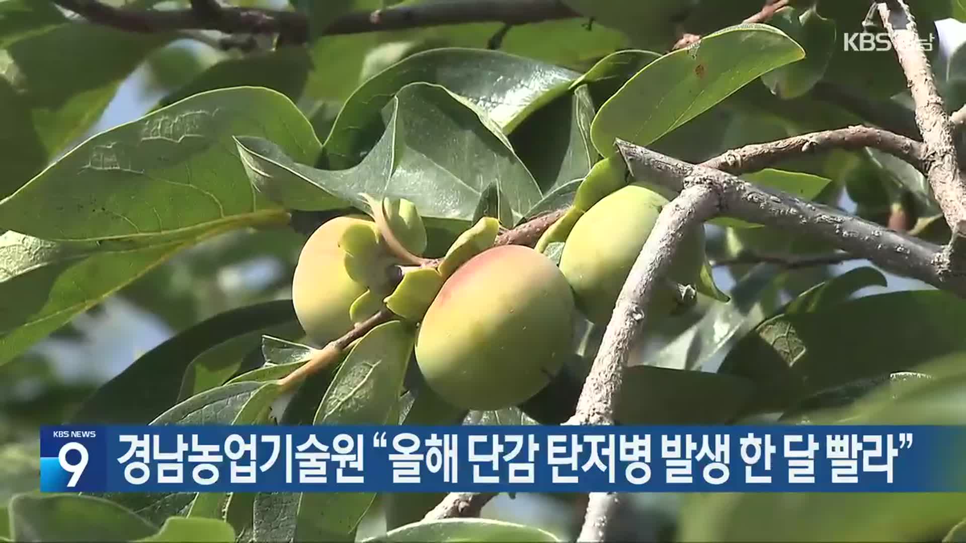 경남농업기술원 “올해 단감 탄저병 발생 한 달 빨라”