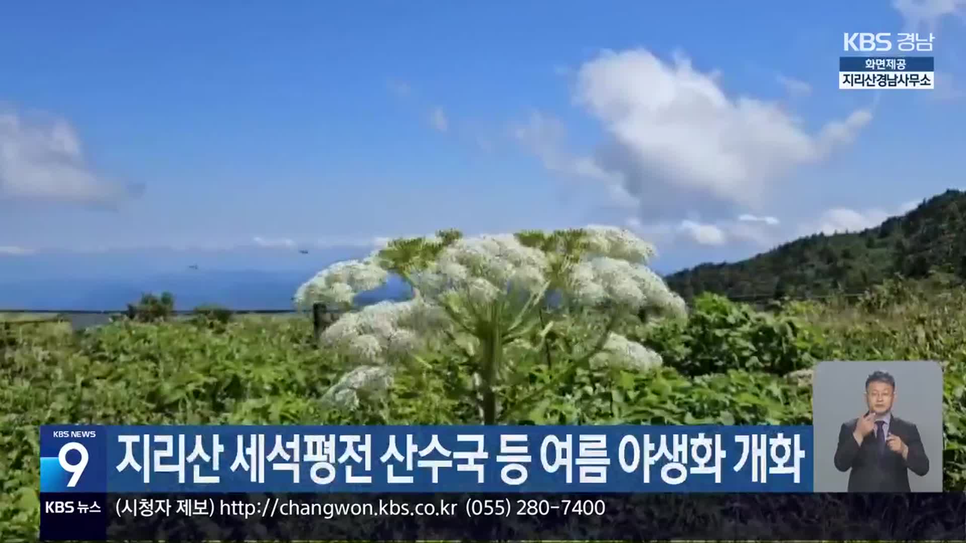 지리산 세석평전 산수국 등 여름 야생화 개화