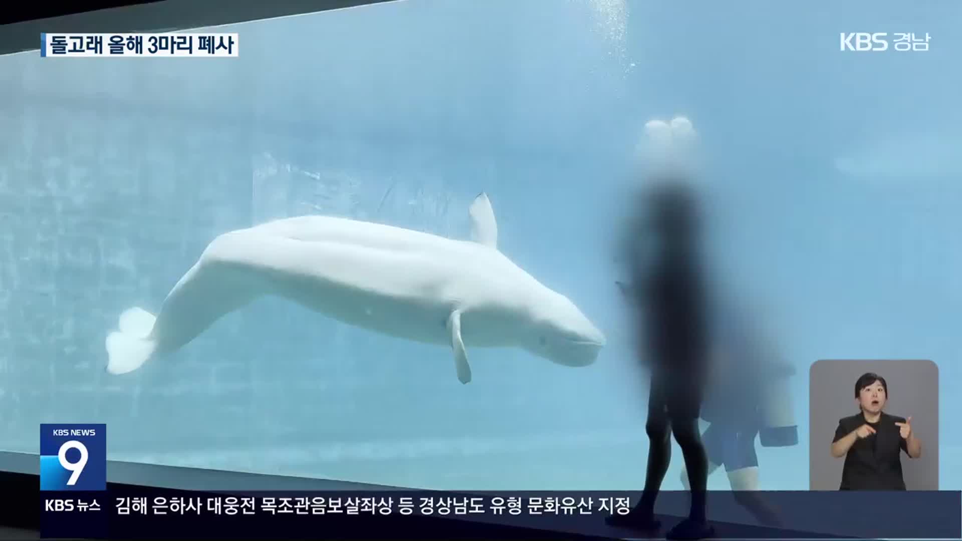 잇단 폐사 ‘돌고래 무덤’ 거제씨월드 폐쇄 논란