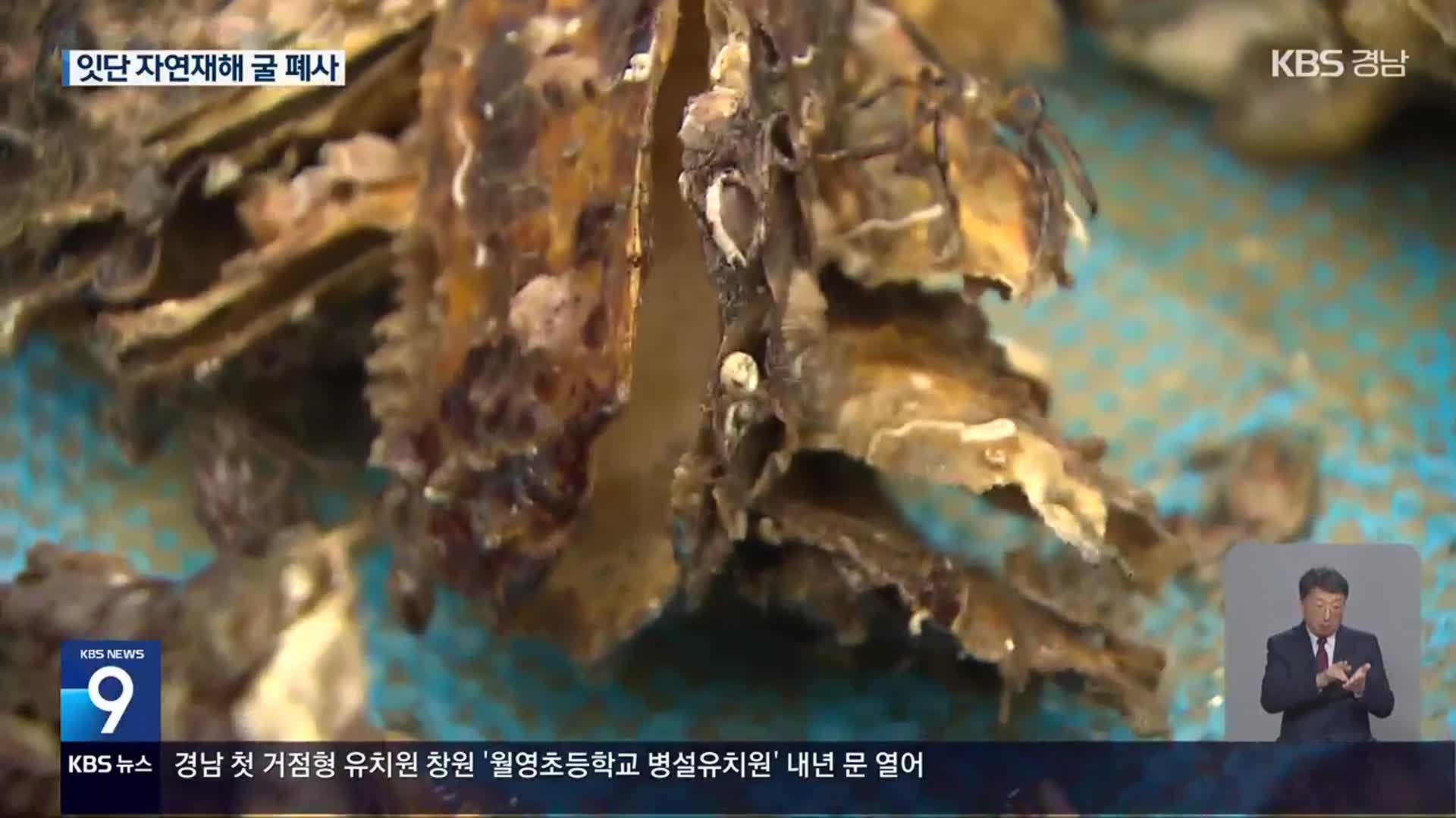 수확기 ‘굴 폐사’ 잇따라…‘망연자실’