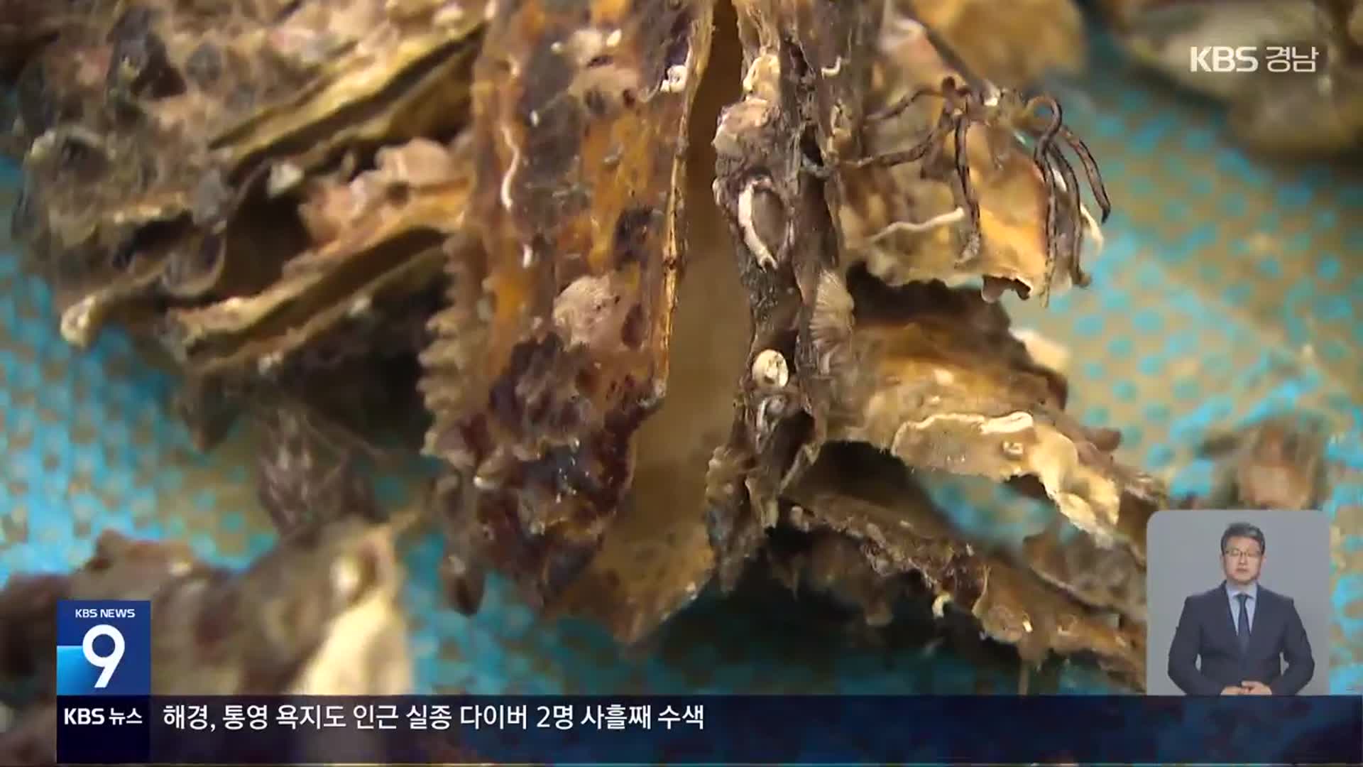 햇굴 초매식…“공급 차질·성수기 실종 우려”