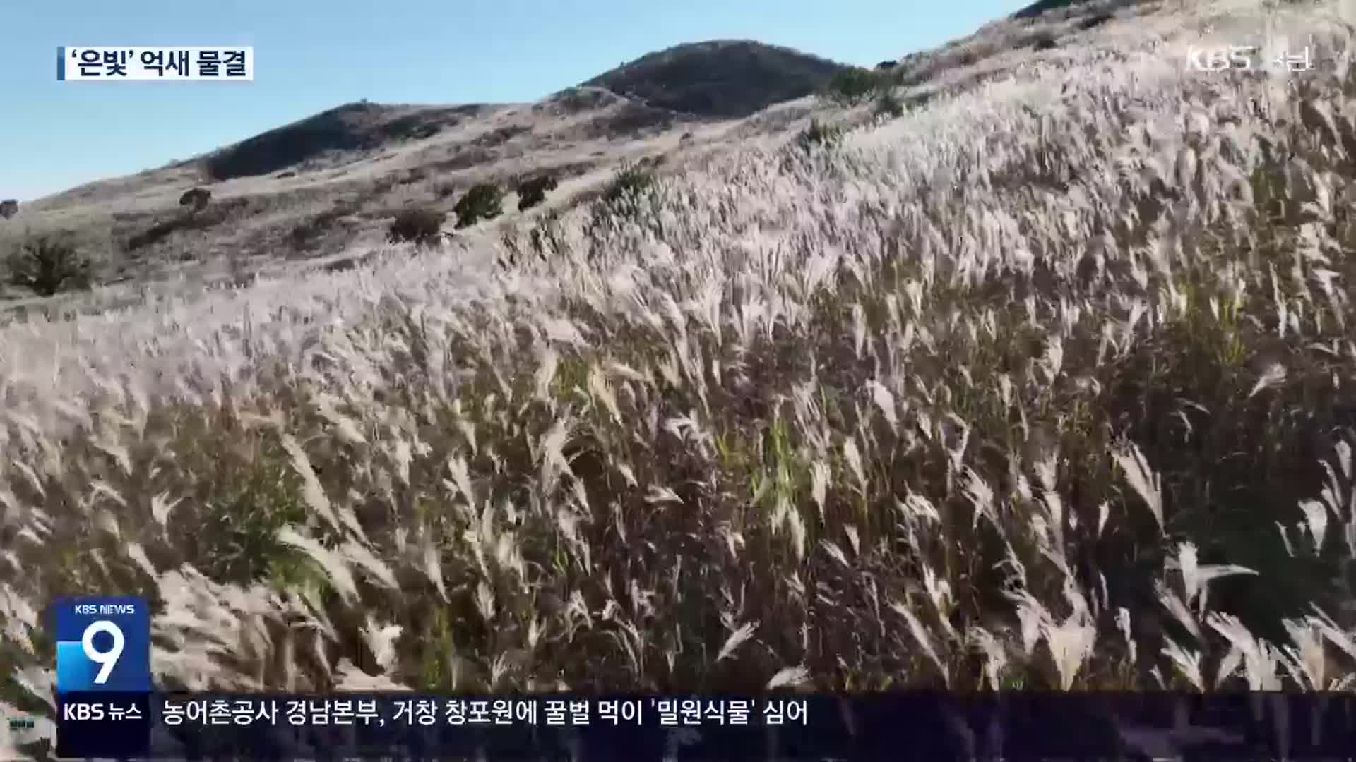 [60초 경남] 은빛 억새 물결 절정 ‘황매산 억새’