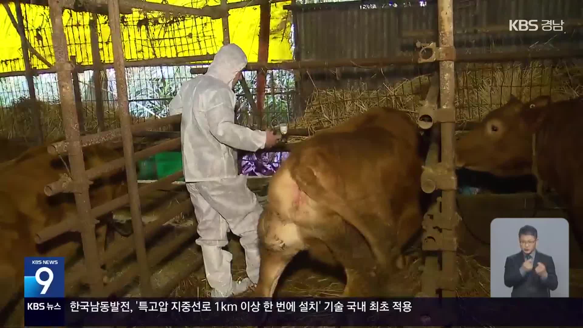 영암서 럼피스킨 발생…전국 20번째