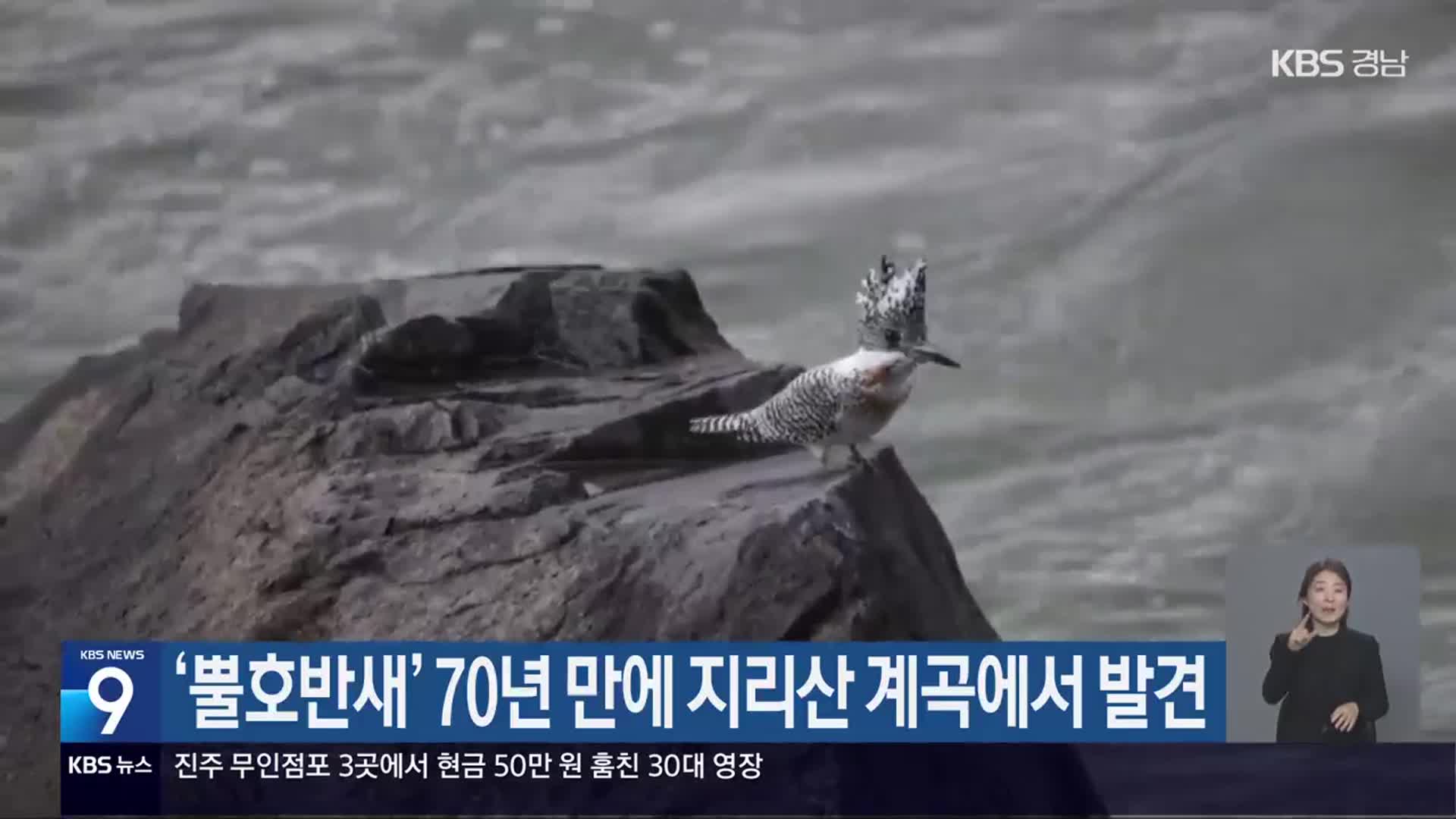 ‘뿔호반새’ 70년 만에 지리산 계곡에서 발견