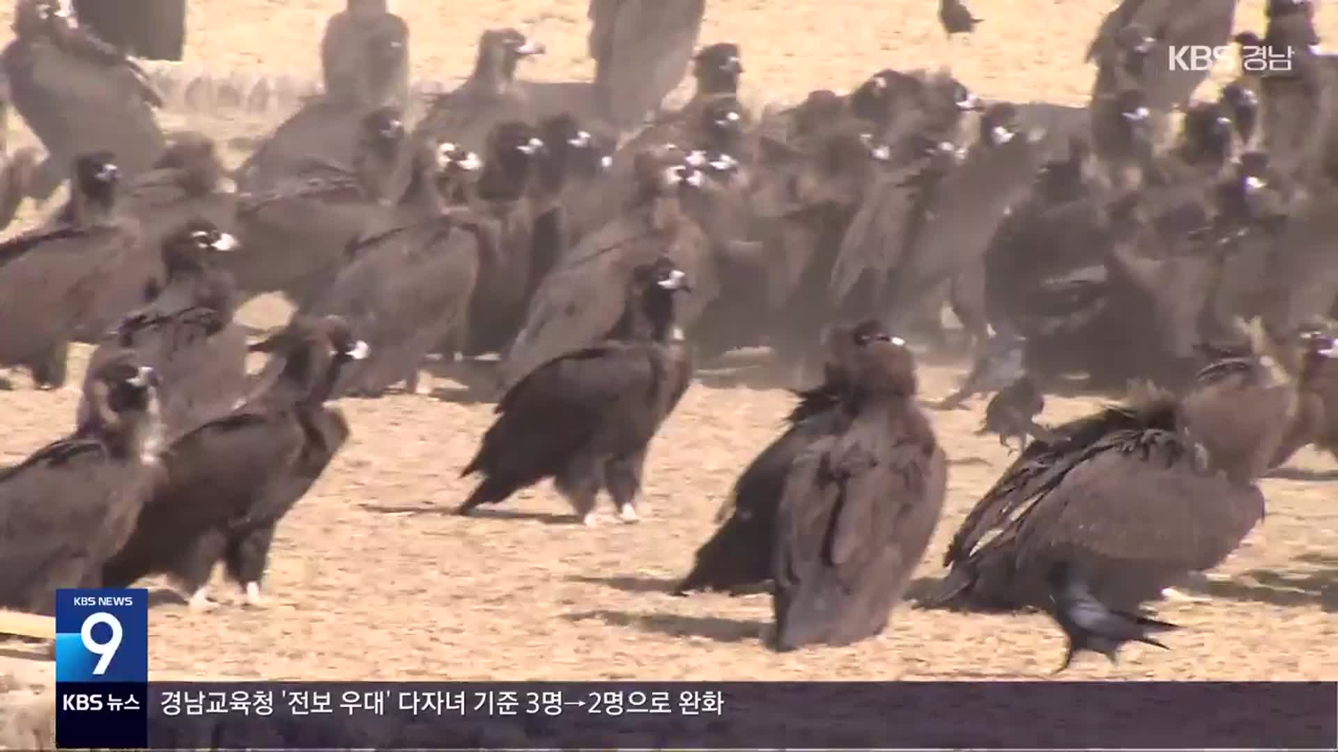 [영상] 몽골에서 3,000km…고성 찾아온 ‘겨울 손님’