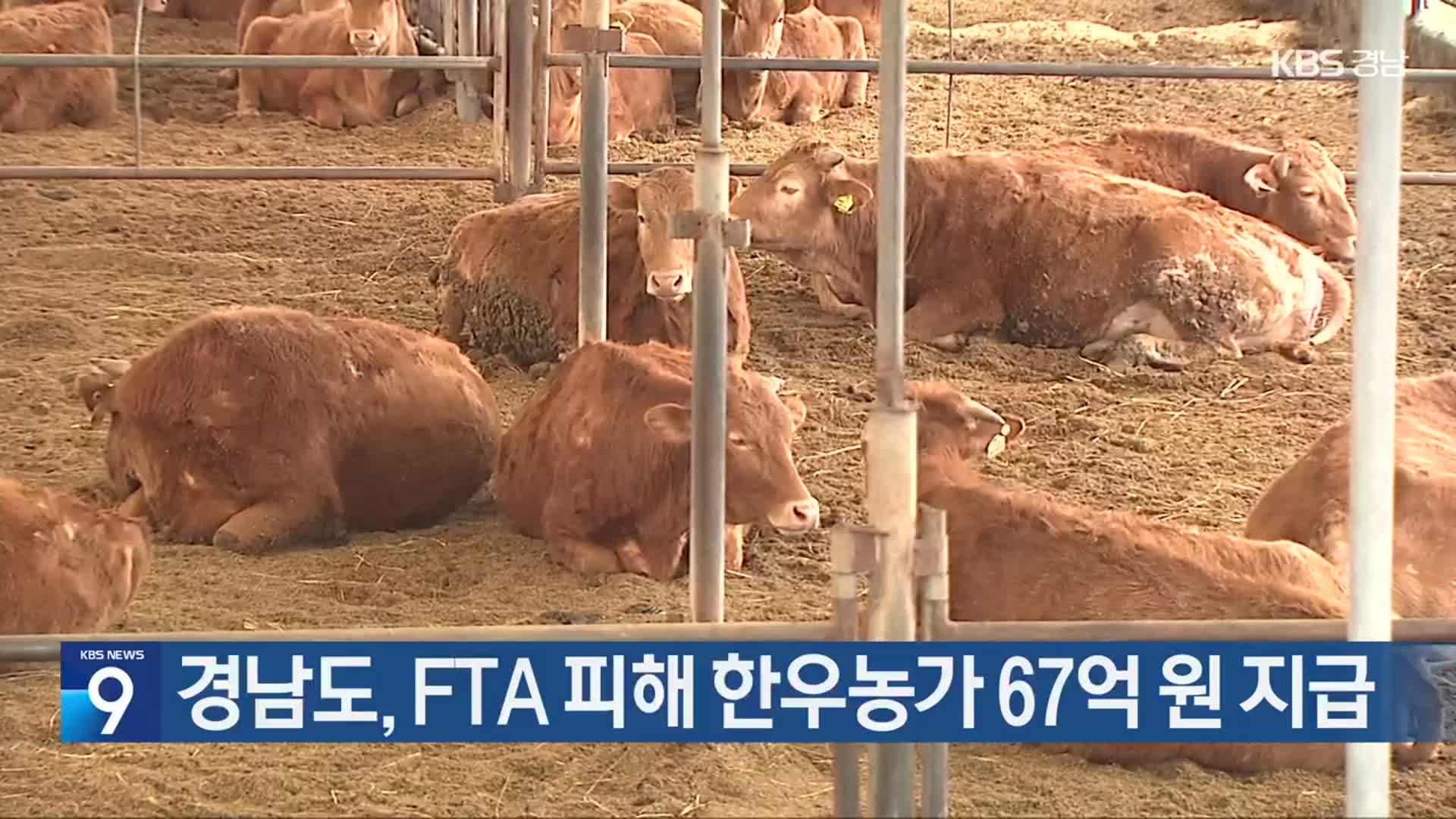 경남도, FTA 피해 한우농가 67억 원 지급