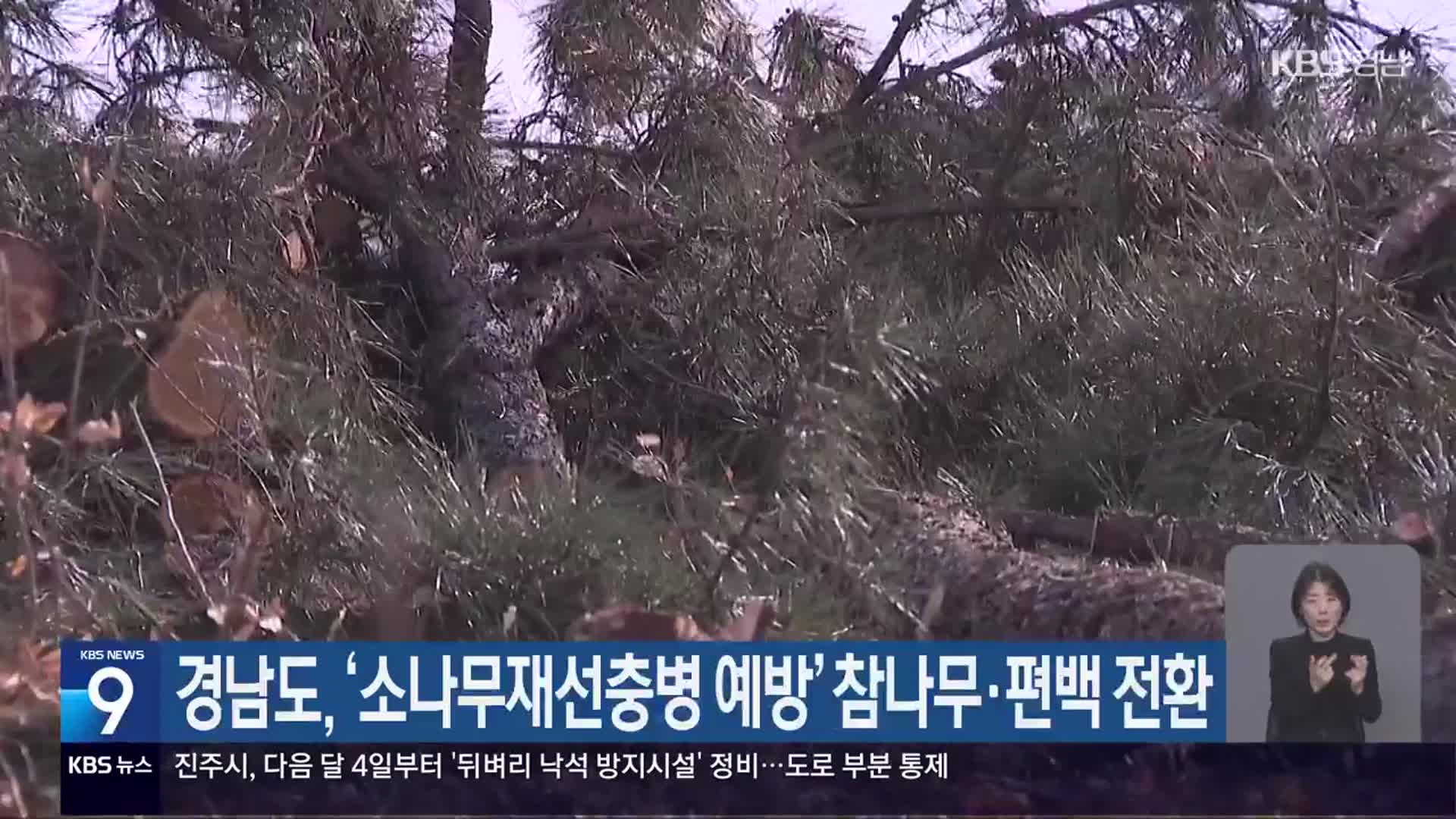 경남도, ‘소나무재선충병 예방’ 참나무·편백 전환