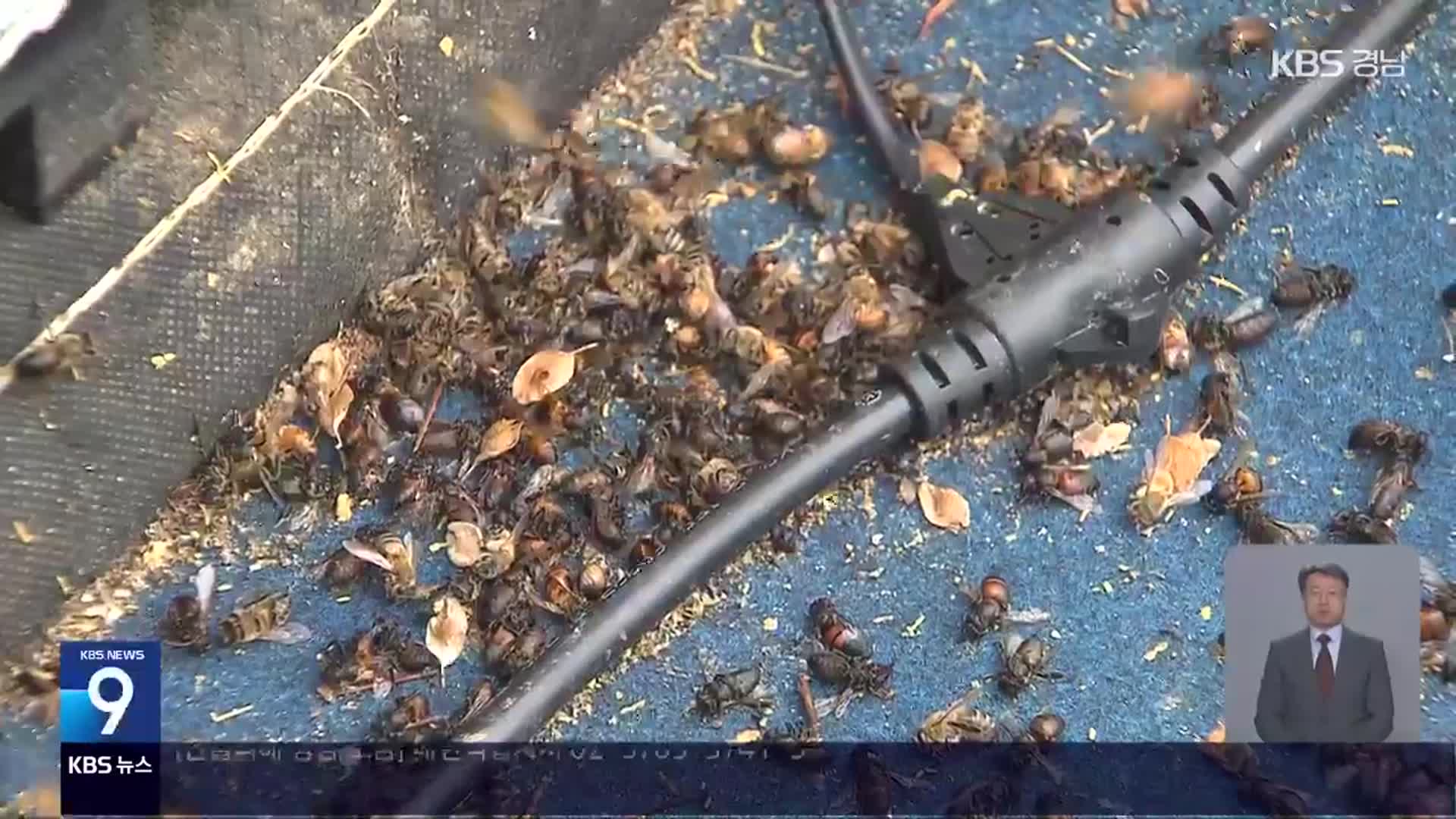 ‘꿀벌 집단 폐사’…올해는 기습 한파 걱정