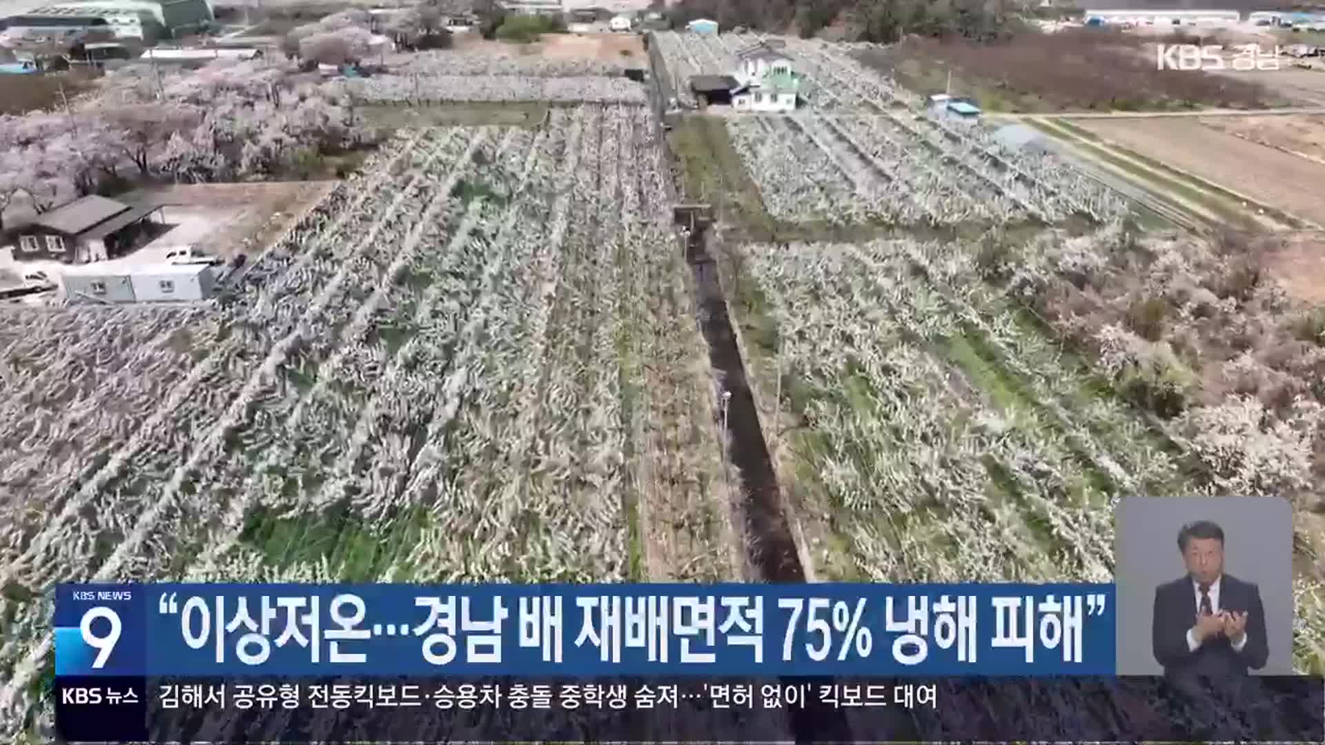 “이상저온…경남 배 재배면적 75% 냉해 피해”