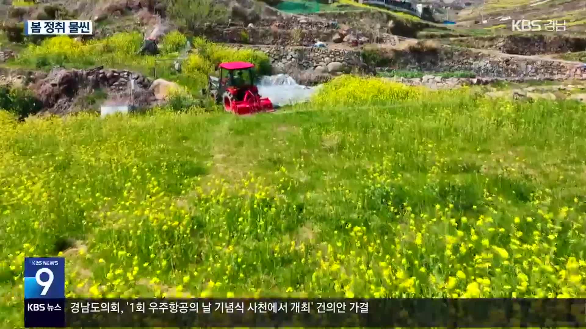 [영상] 유채꽃밭 따라 봄 향기 한가득