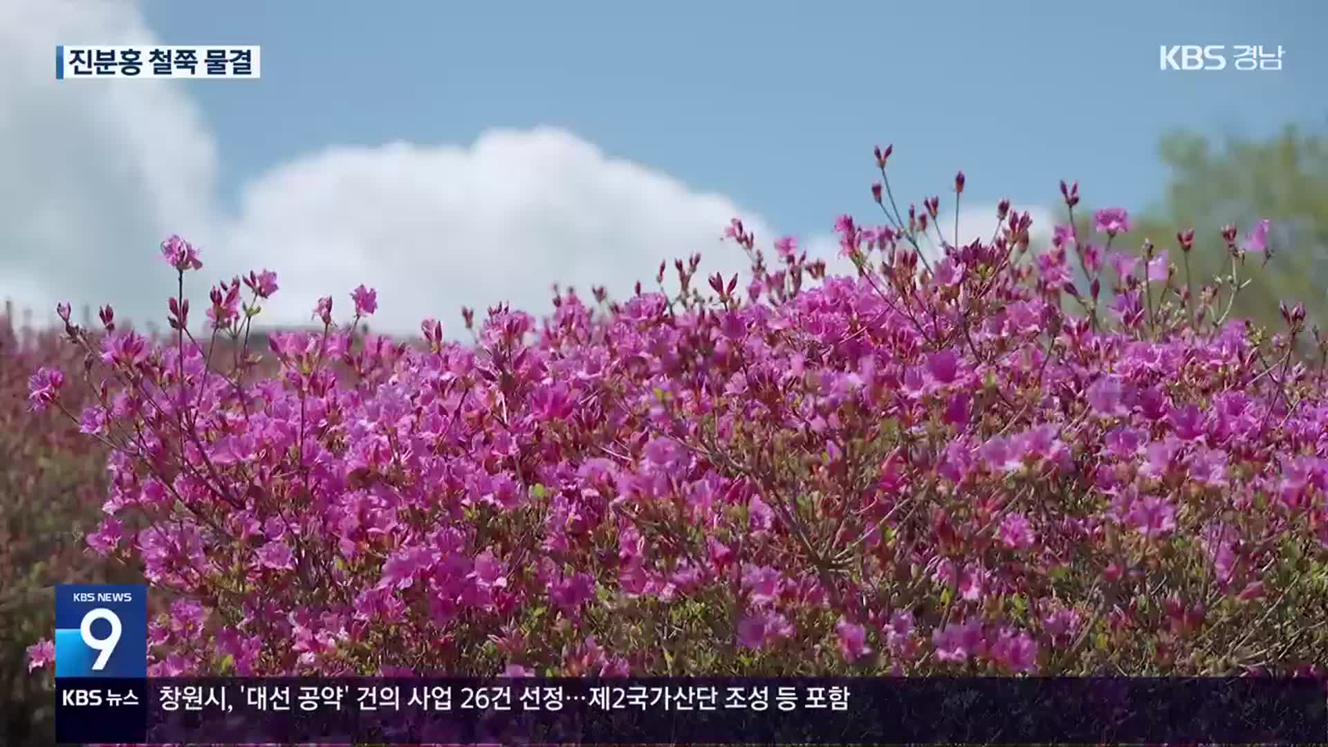 [영상] 분홍 봄꽃 물결 ‘황매산 철쭉’