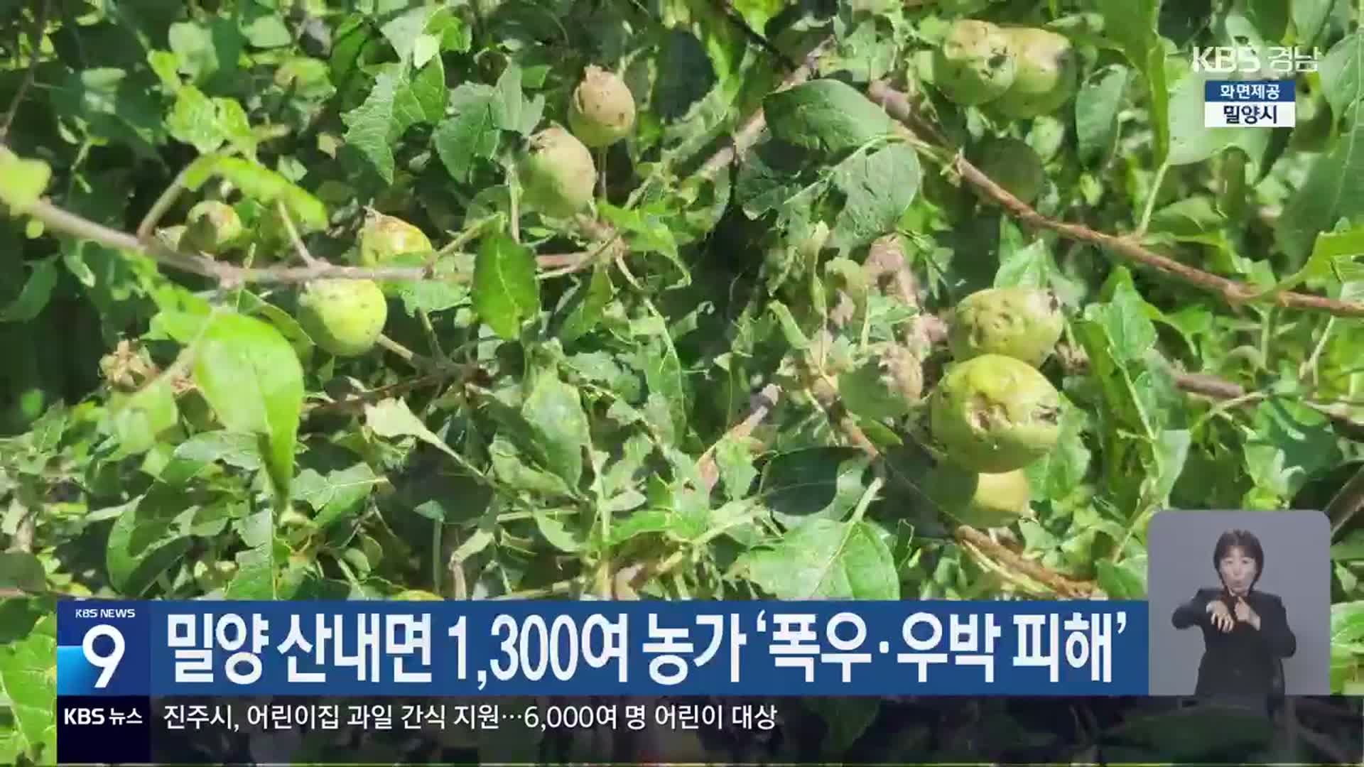 밀양 산내면 1,300여 농가 ‘폭우·우박 피해’