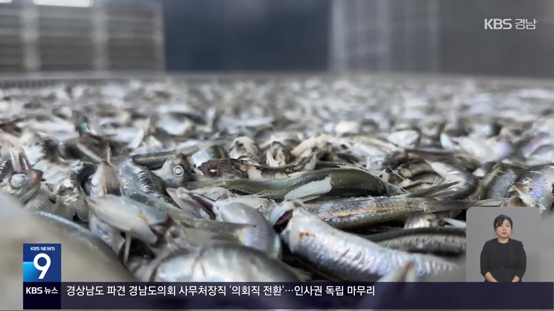 고수온 멸치 어획량 급감…조업 포기 속출